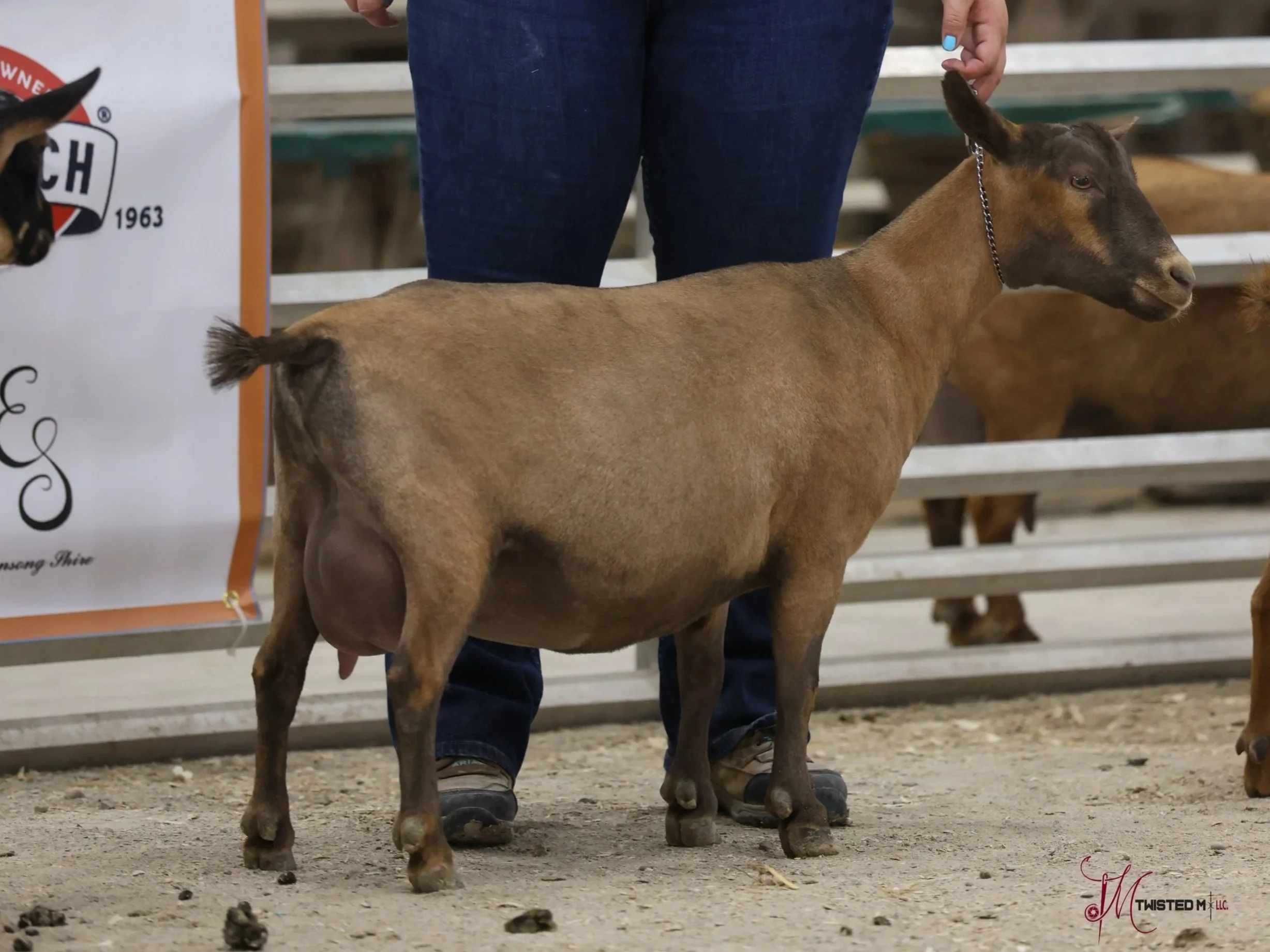 A young goat being shown at a livestock event. The goat is tan with a darker brown face and ears, and it has a chain around its neck. People in jeans are visible in the background, along with a white fence and a sign on the side.