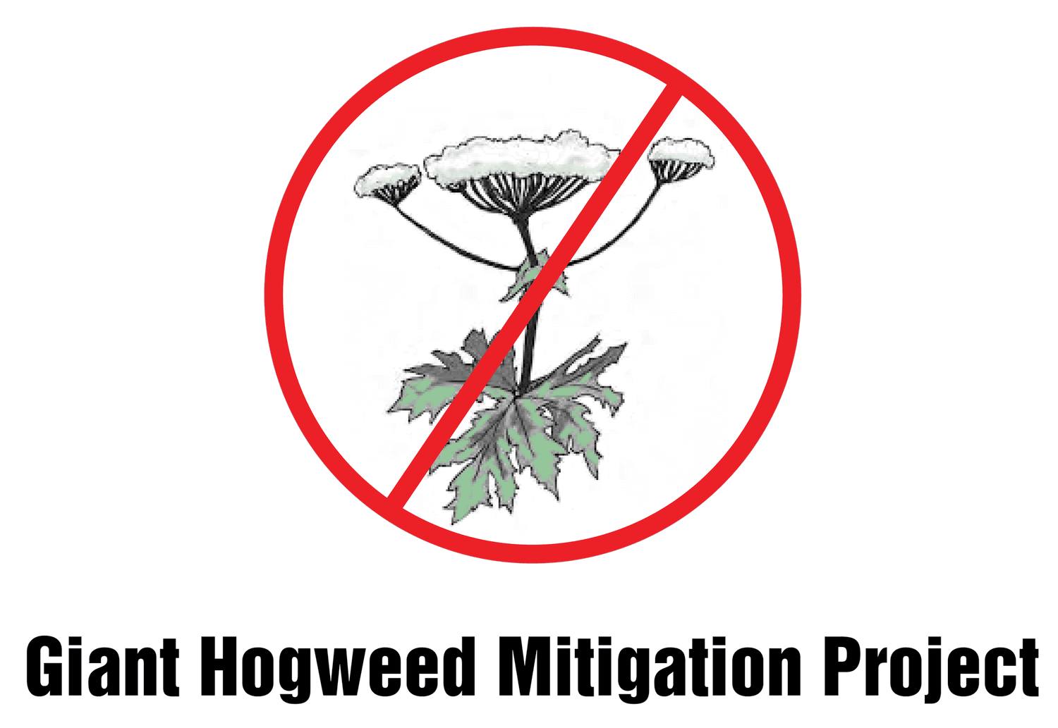 Giant Hogweed Mitigation Project