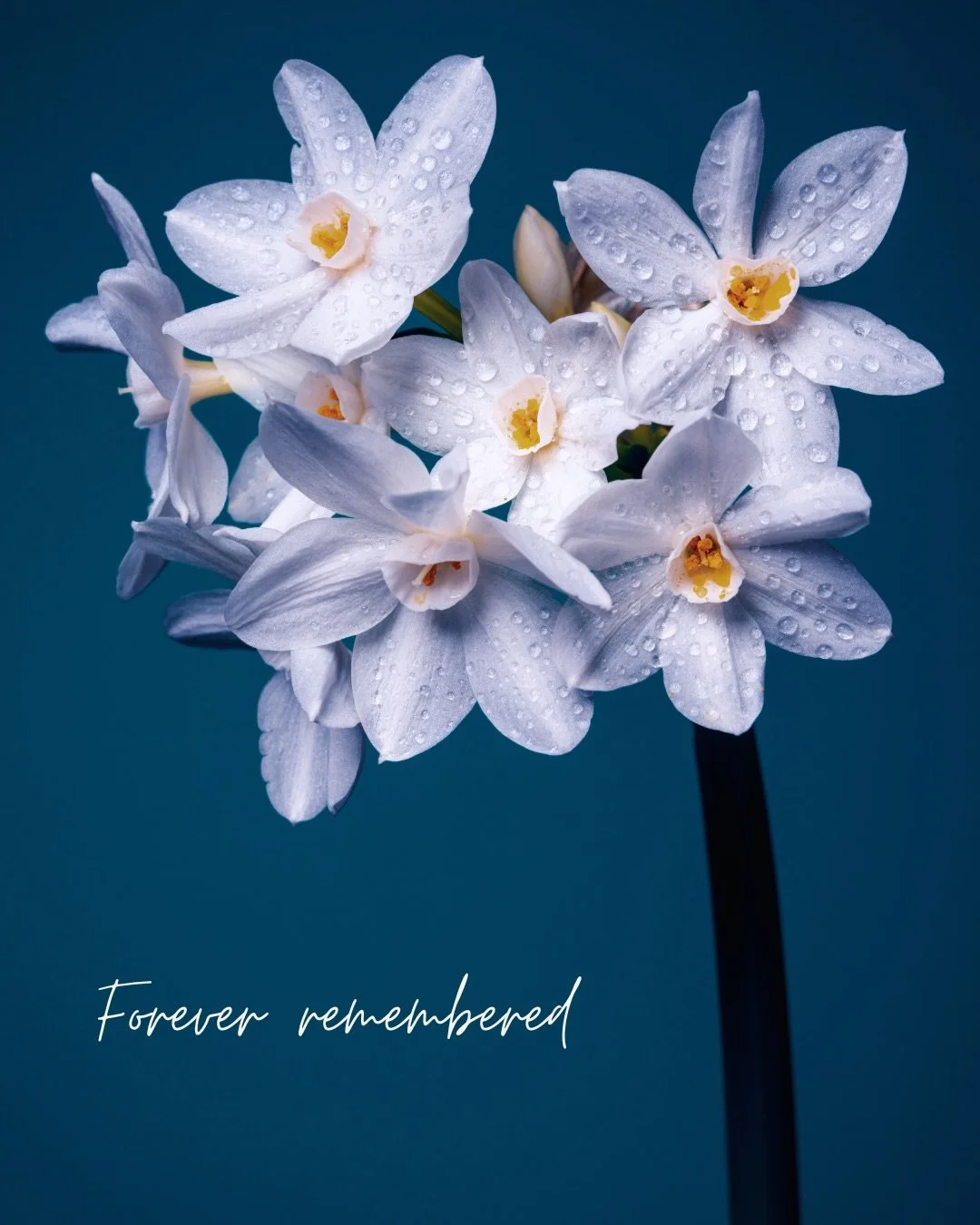 This week, we pause with heavy hearts as we remember Amber, an incredible woman, dear friend, and cherished supporter of Balanced Health.

Amber was a beloved friend to both Kate and Jessica and someone who showed up with constant encouragement, beli