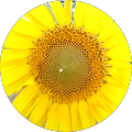 unnamed (12).png