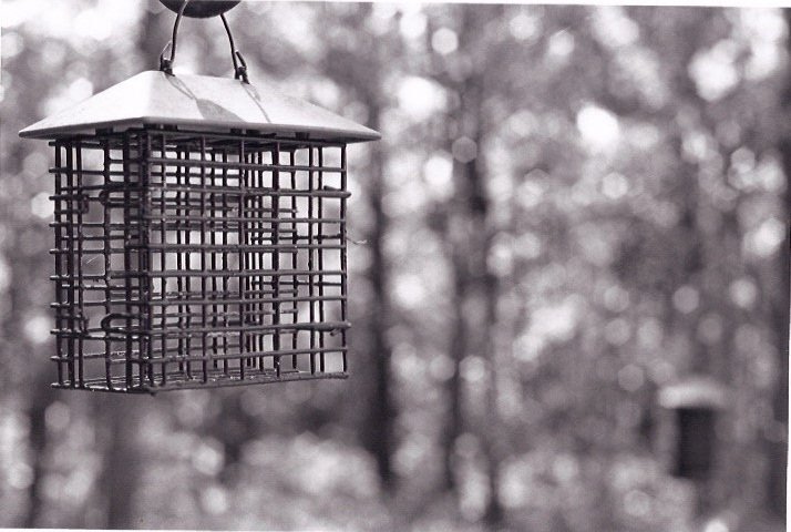 "Bird feeder 2"