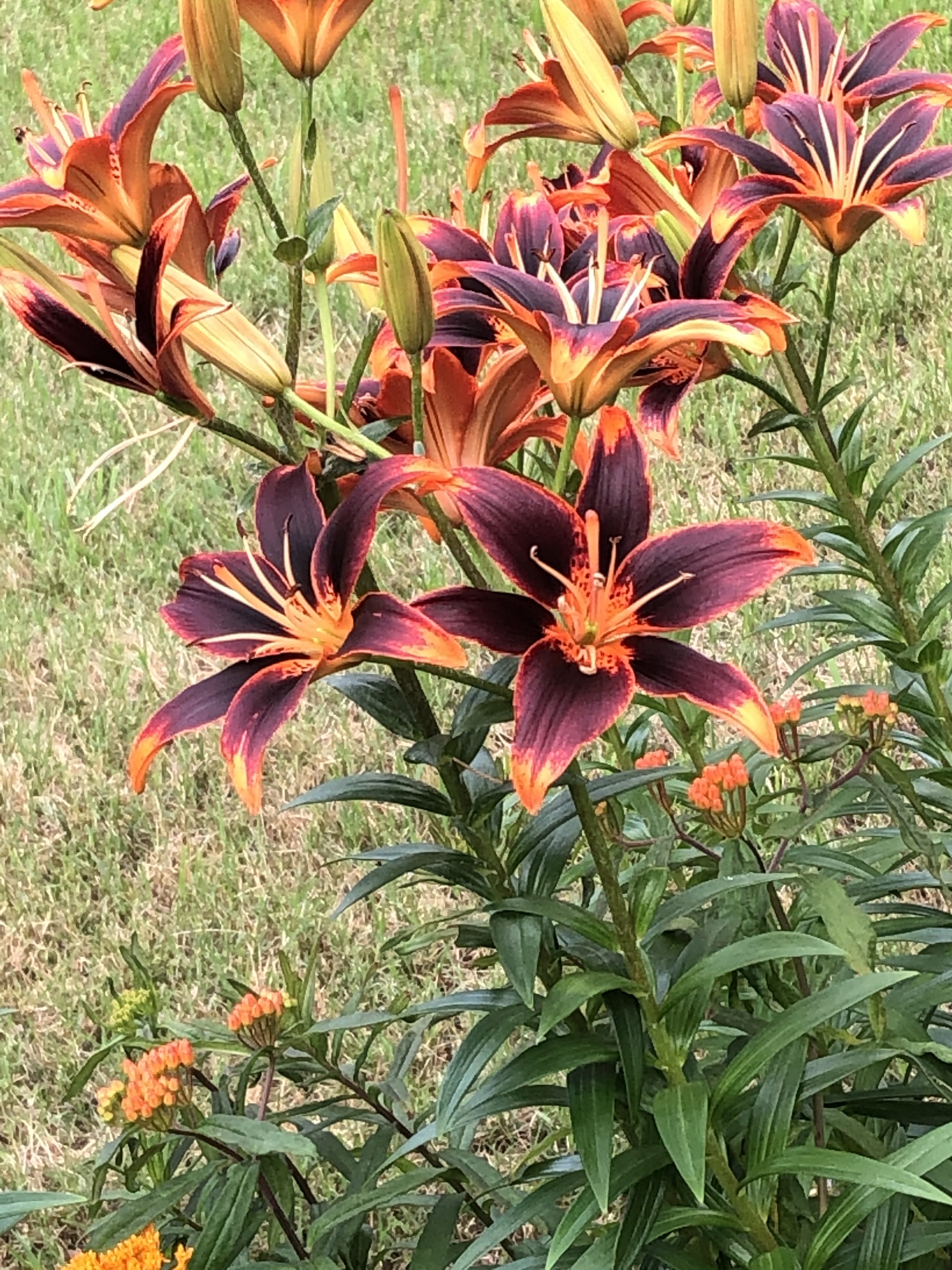 "Daylily"