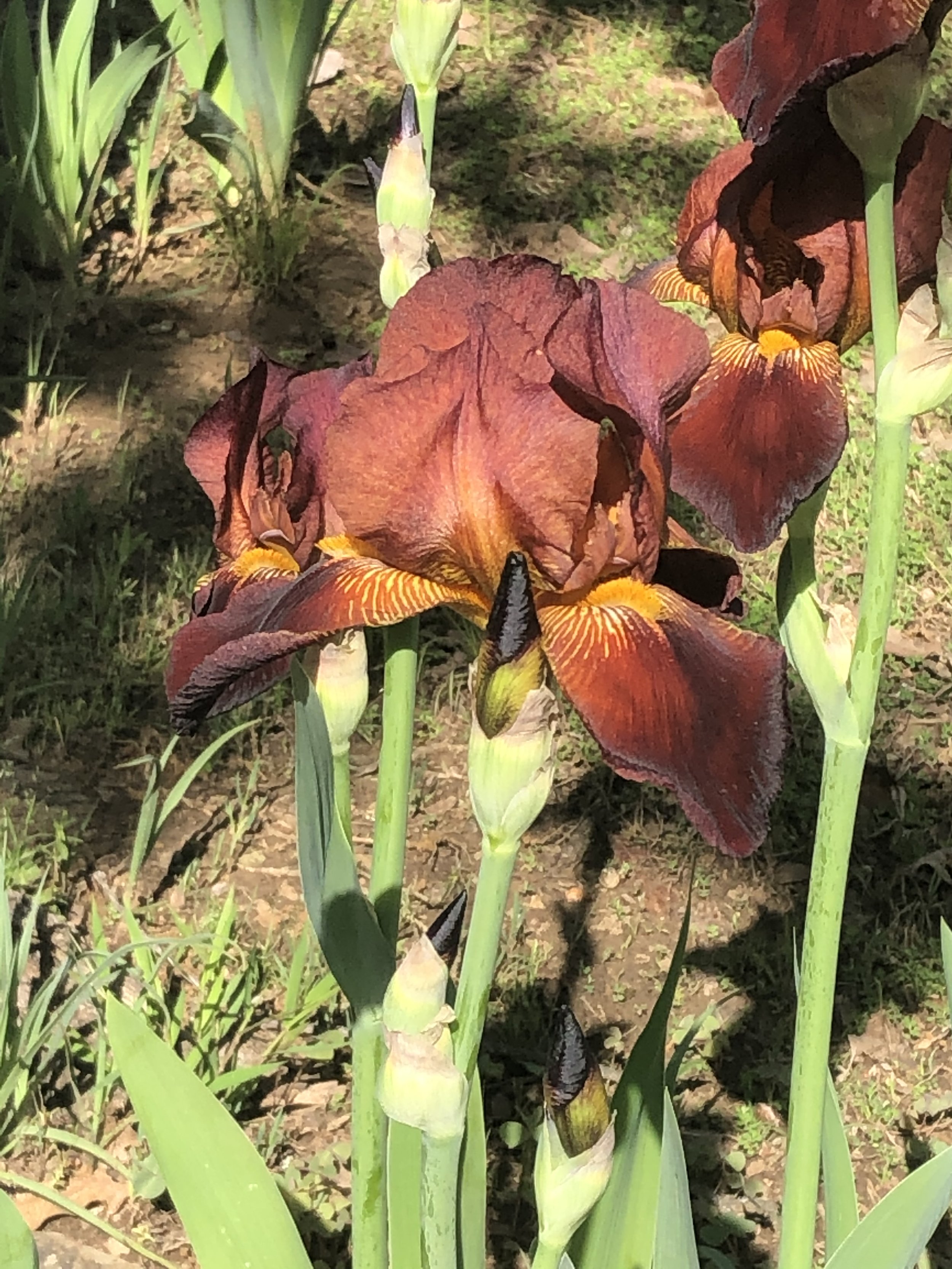 "Iris"