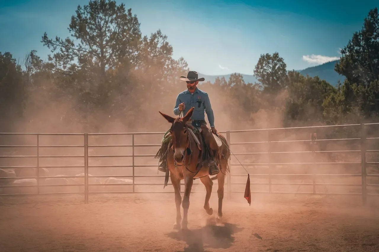 Mulemanship Clinic with Ty Evans