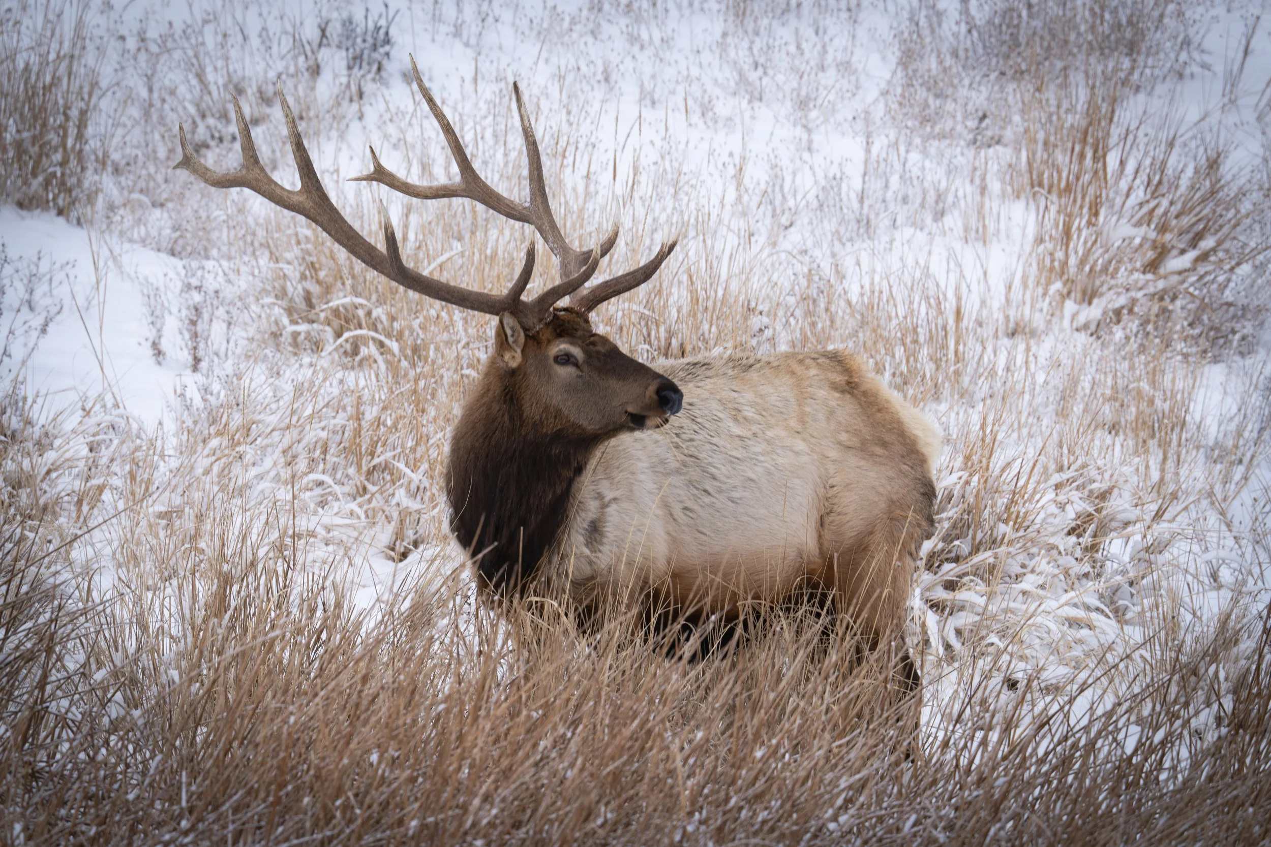 Fourteen Point Elk, Yellowstone NP