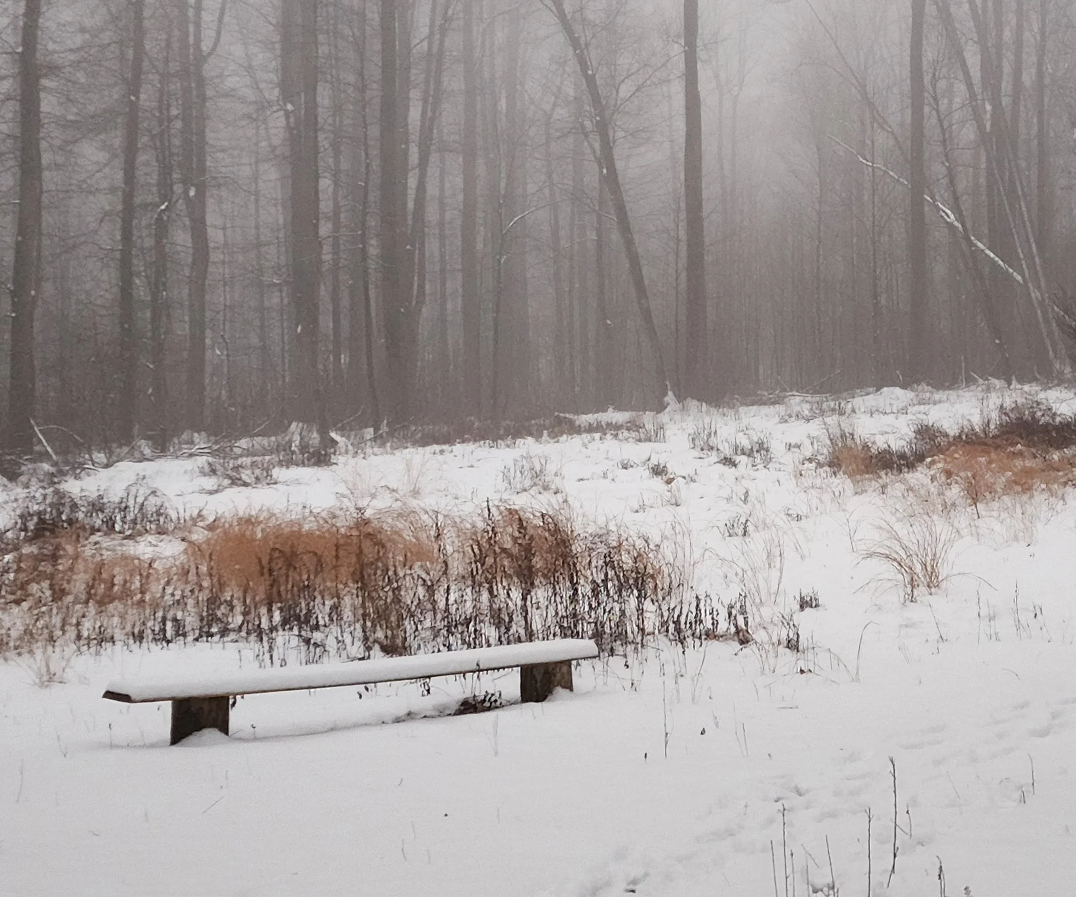 Welcome to Green Lush Studio