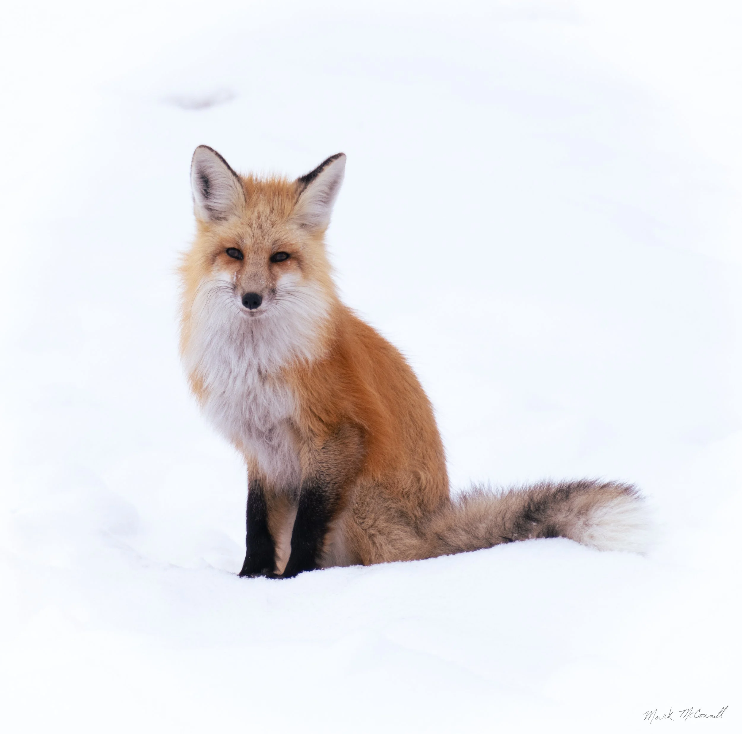 Sitting Pretty, Yellowstone NP