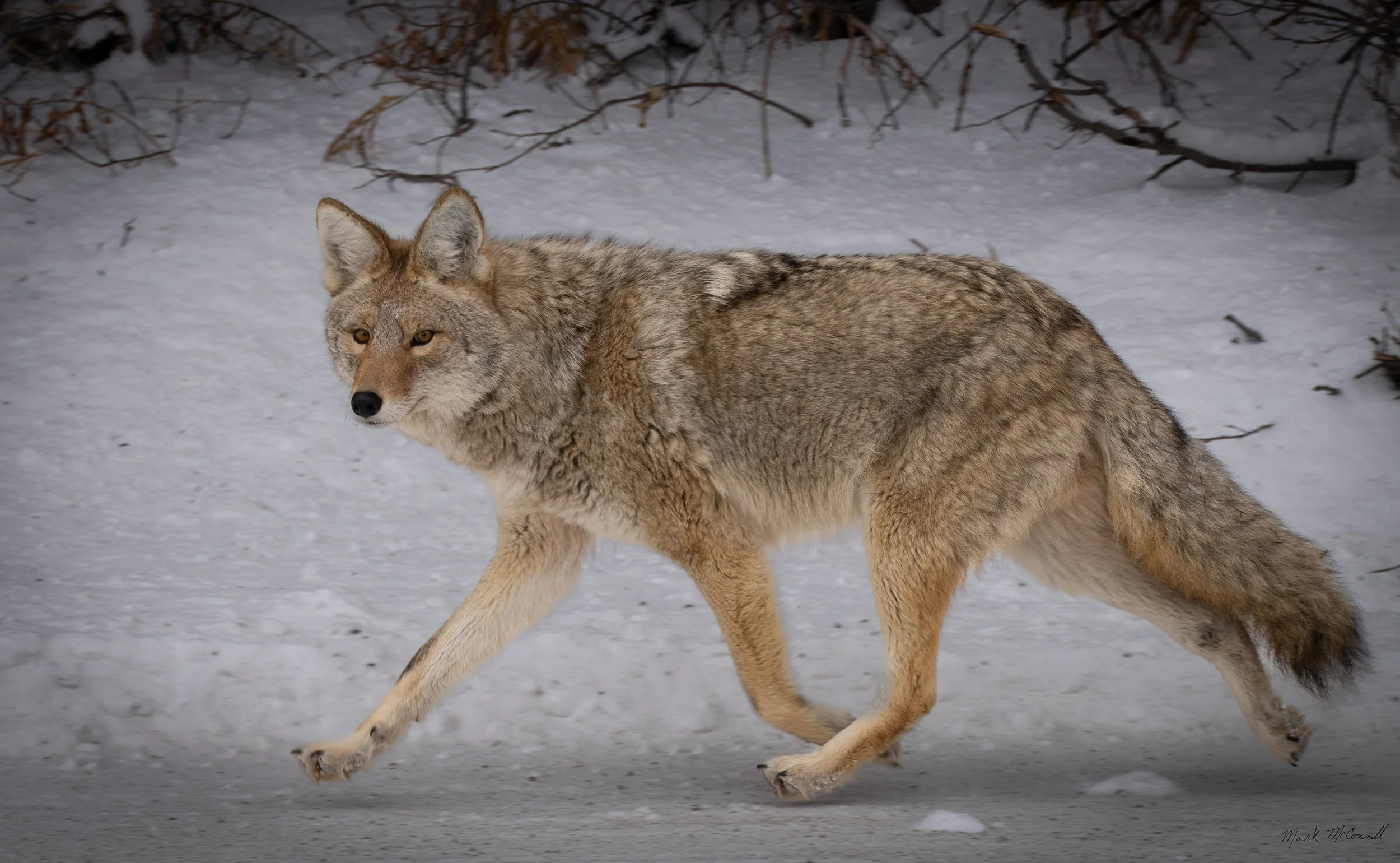 Coyote, Yellowstone NP