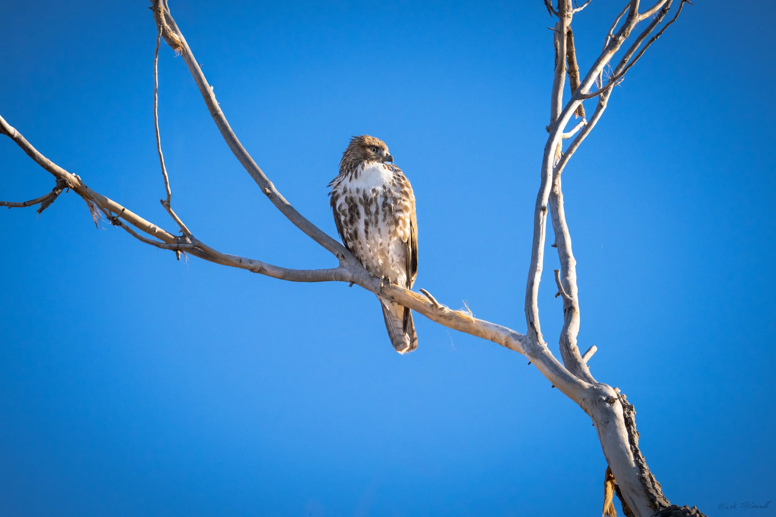 Northern Harrier perched, Bosque Del Apache