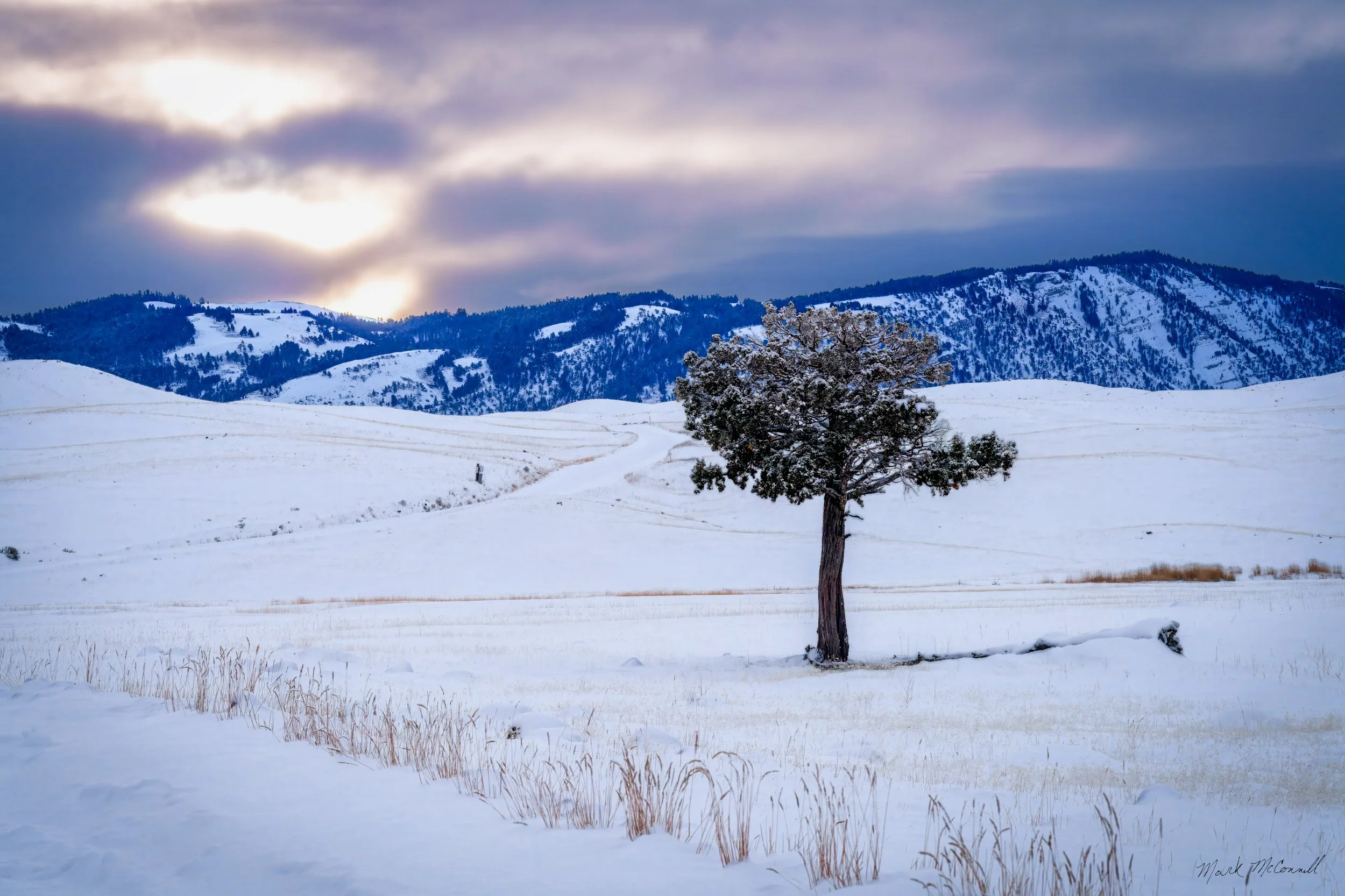 Desolate Morning, Yellowstone NP
