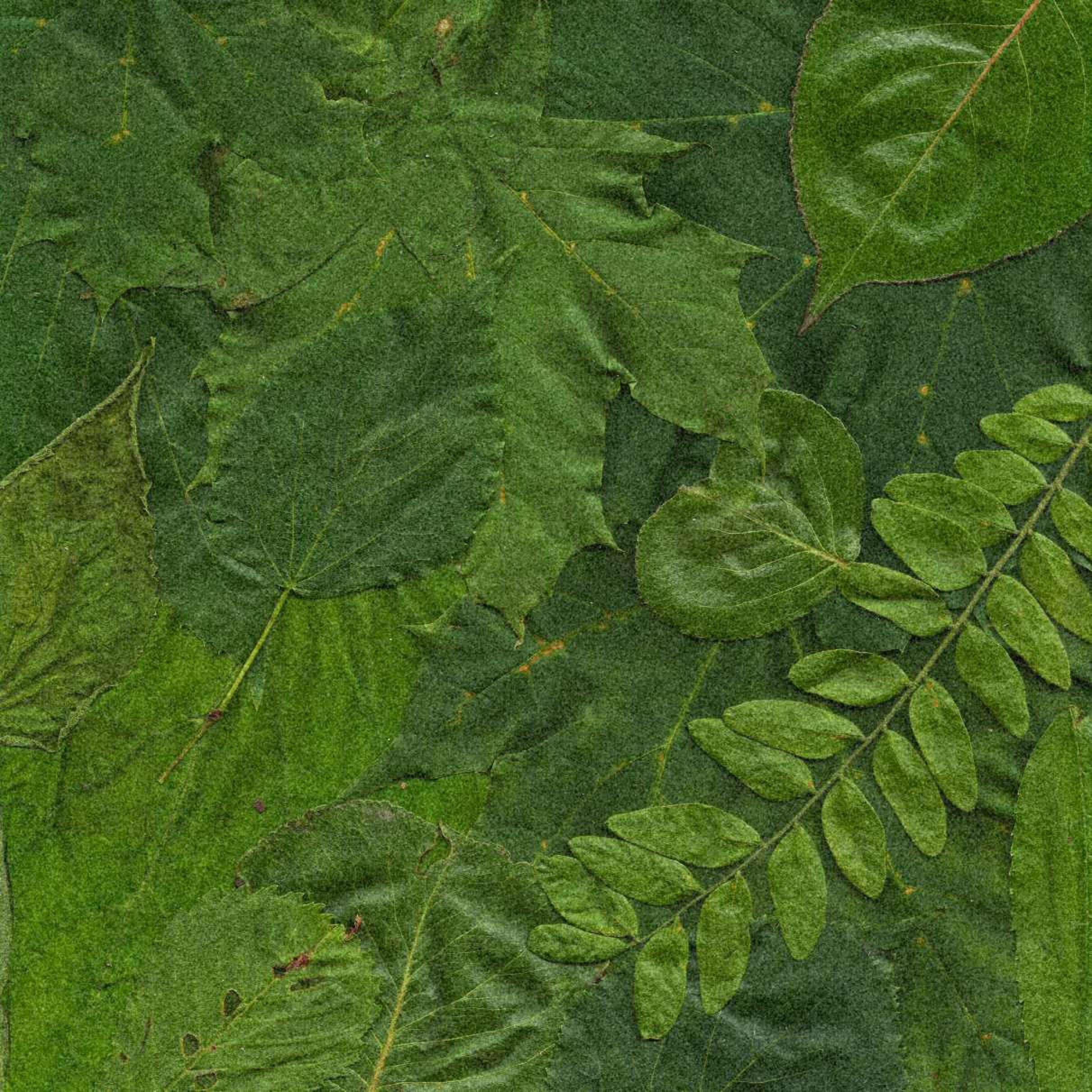 New Leaf - Live