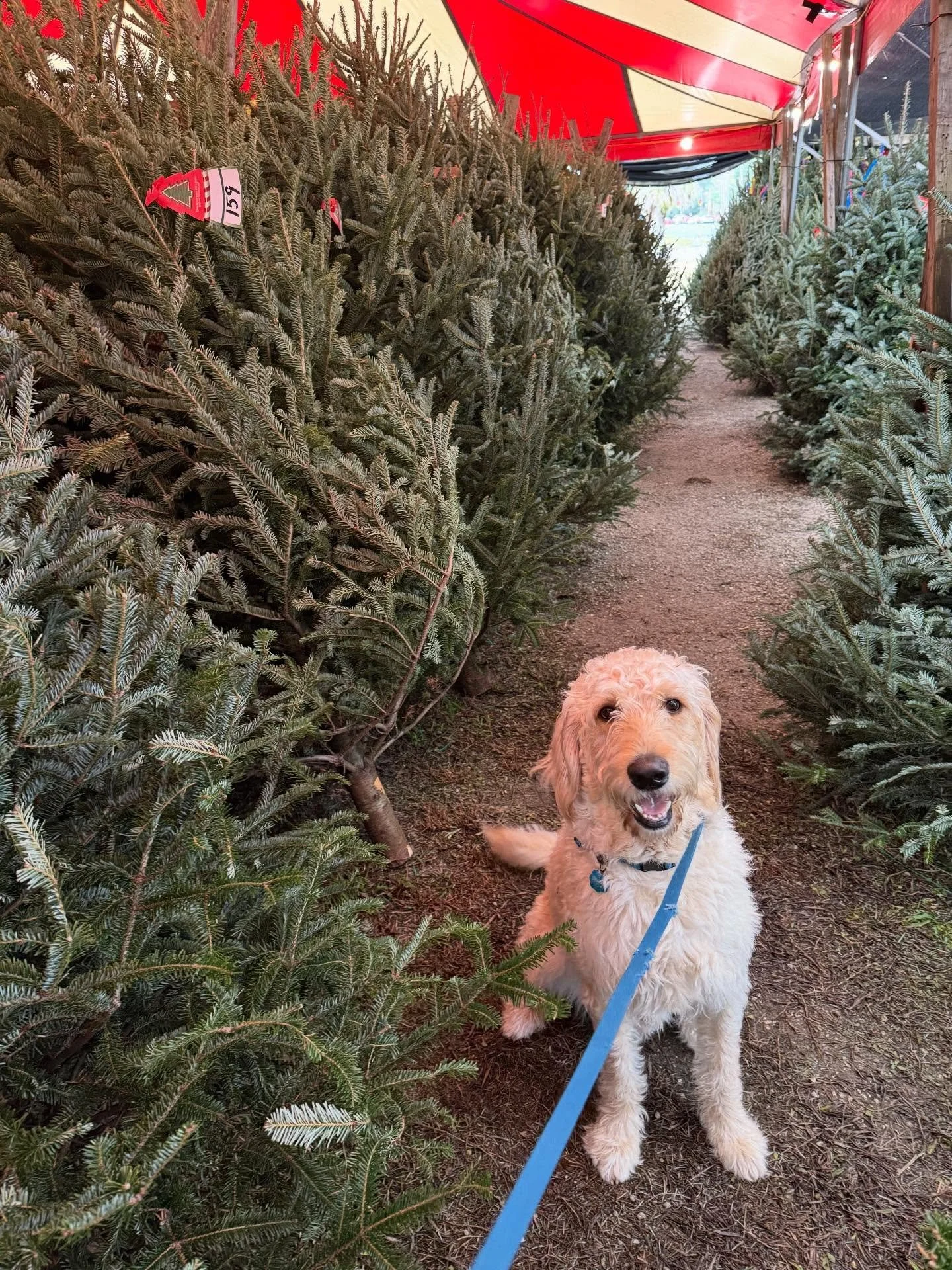 Wishing you all a Happy Holiday Season!  We&rsquo;re here to help with all your 2026 goals. 
-
📸: letting Willow pick the tree somewhere in Jacksonville, FL
-
#roundtrip #roundtripconsulting