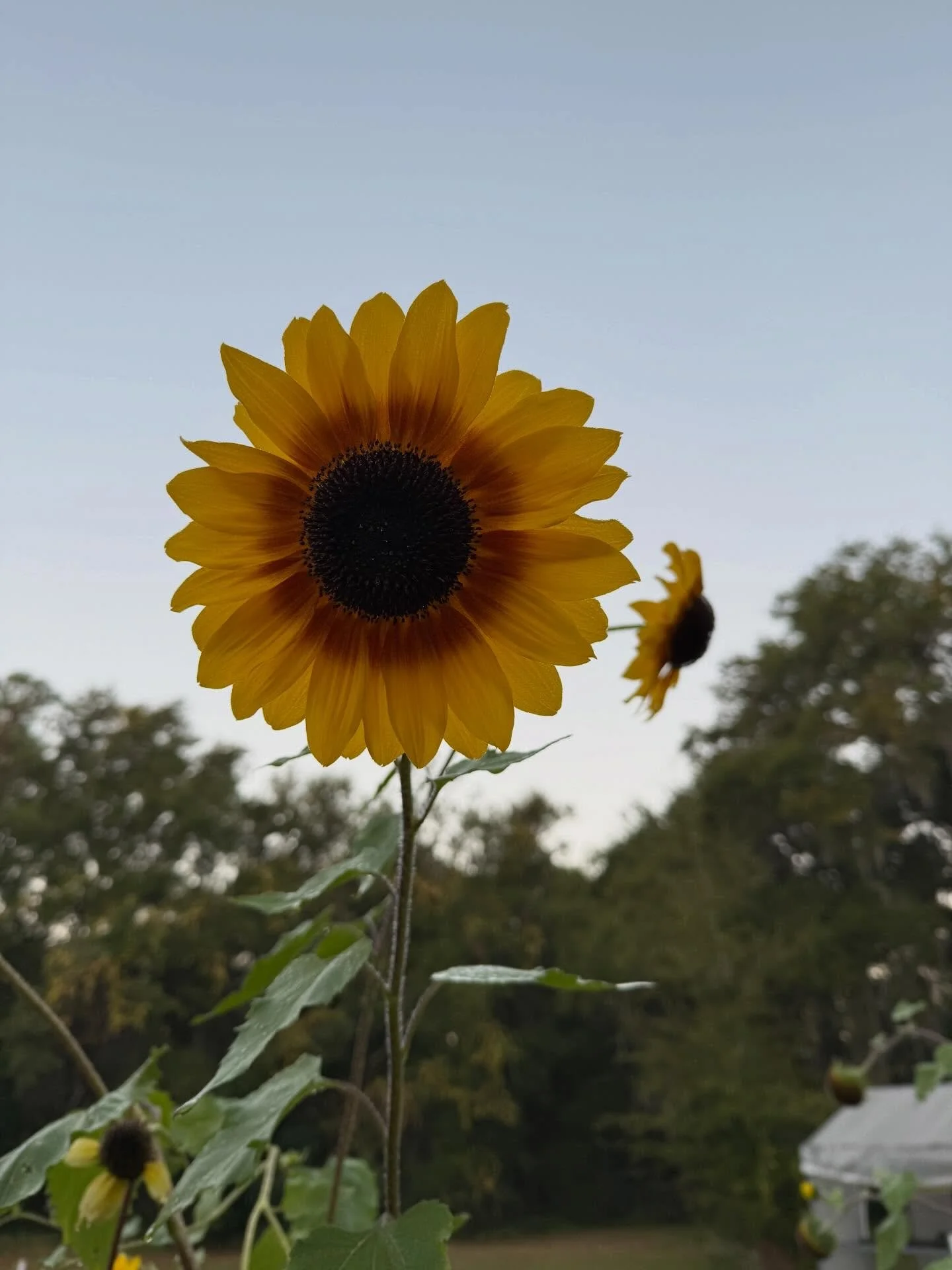 It&rsquo;s easy to forget that what was once a seed has the potential to grow into something beautiful and impactful. It all starts somewhere.
-
Reach out to us and we can start brainstorming ways to make your vision a reality. #roundtrip #roundtripc