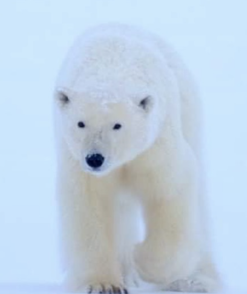 Belonging, Courage, and Cold Water