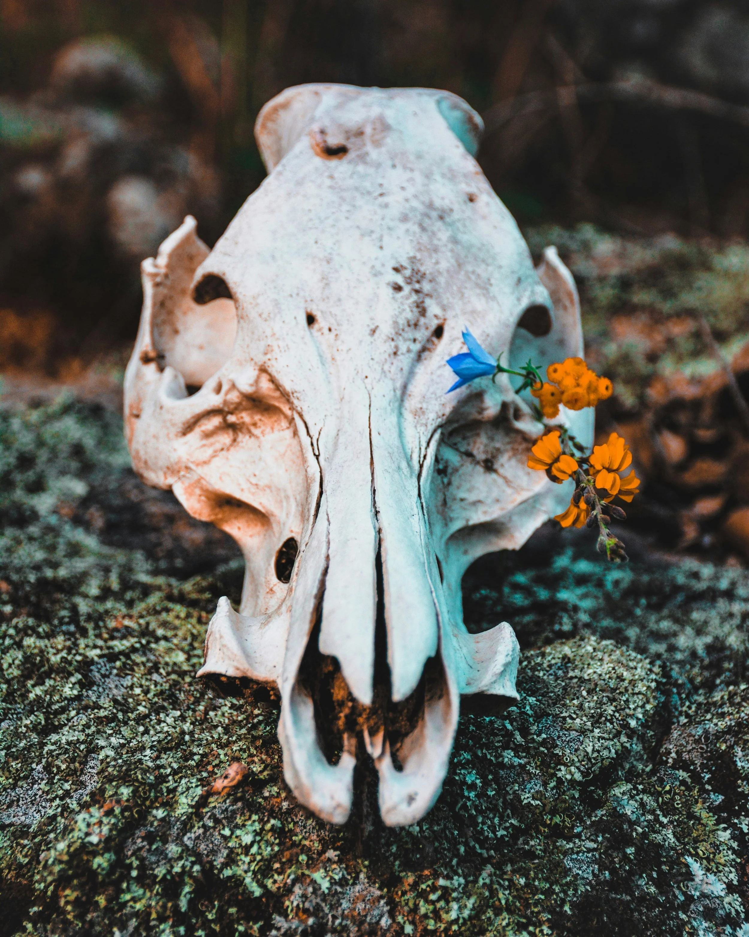 Animal skull with small blue and yellow flowers placed in its eye socket, resting on moss-covered ground.
