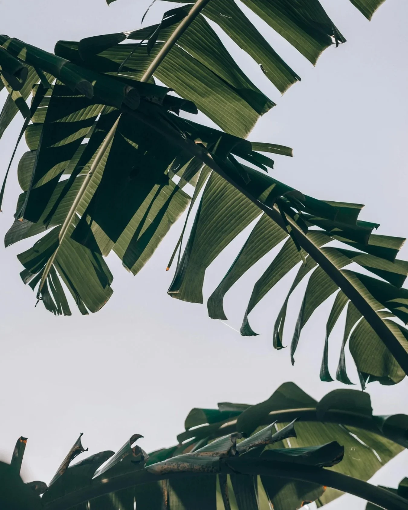 🌺 Calling all CJWC Members and Prospective Members! 

The Coronado Flower Show is one of our town&rsquo;s most beloved traditions! 

Our Flower Show Committee is gearing up and we need your help to make this year unforgettable! From setup to guest e