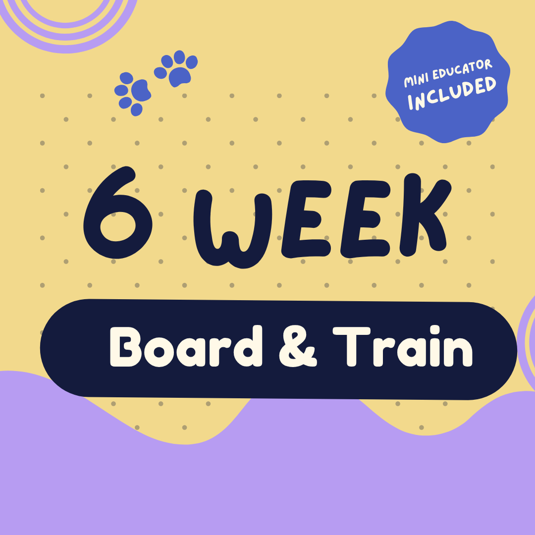 6 Week Board & Train
