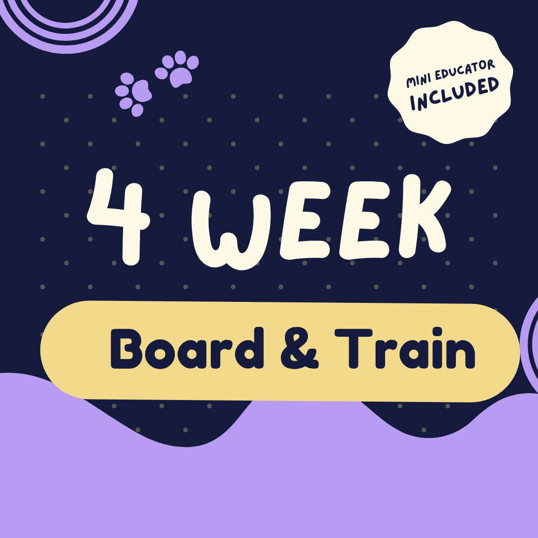 4 Week Board and Train
