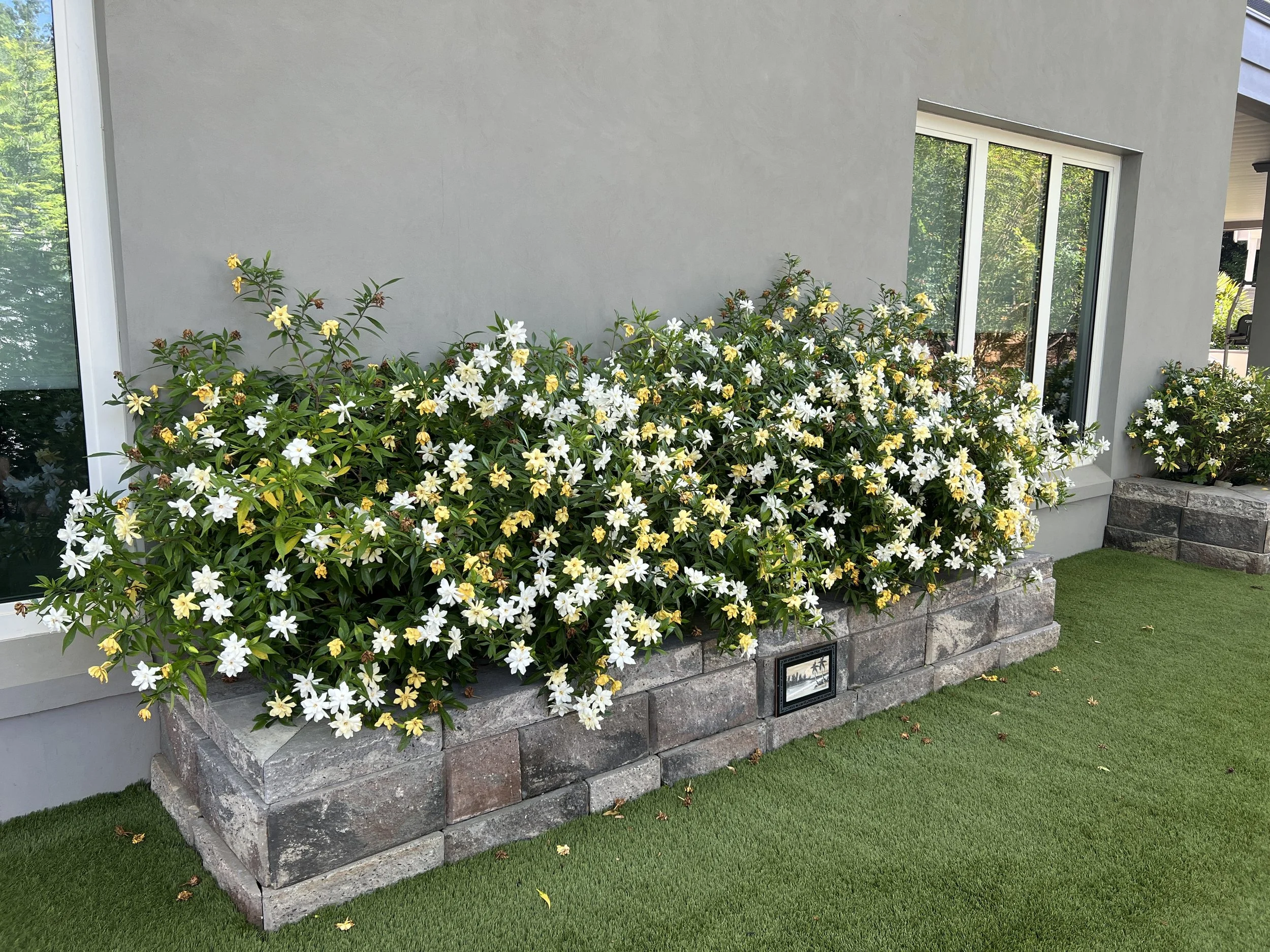 Frost Proof Gardenia CMK.jpeg