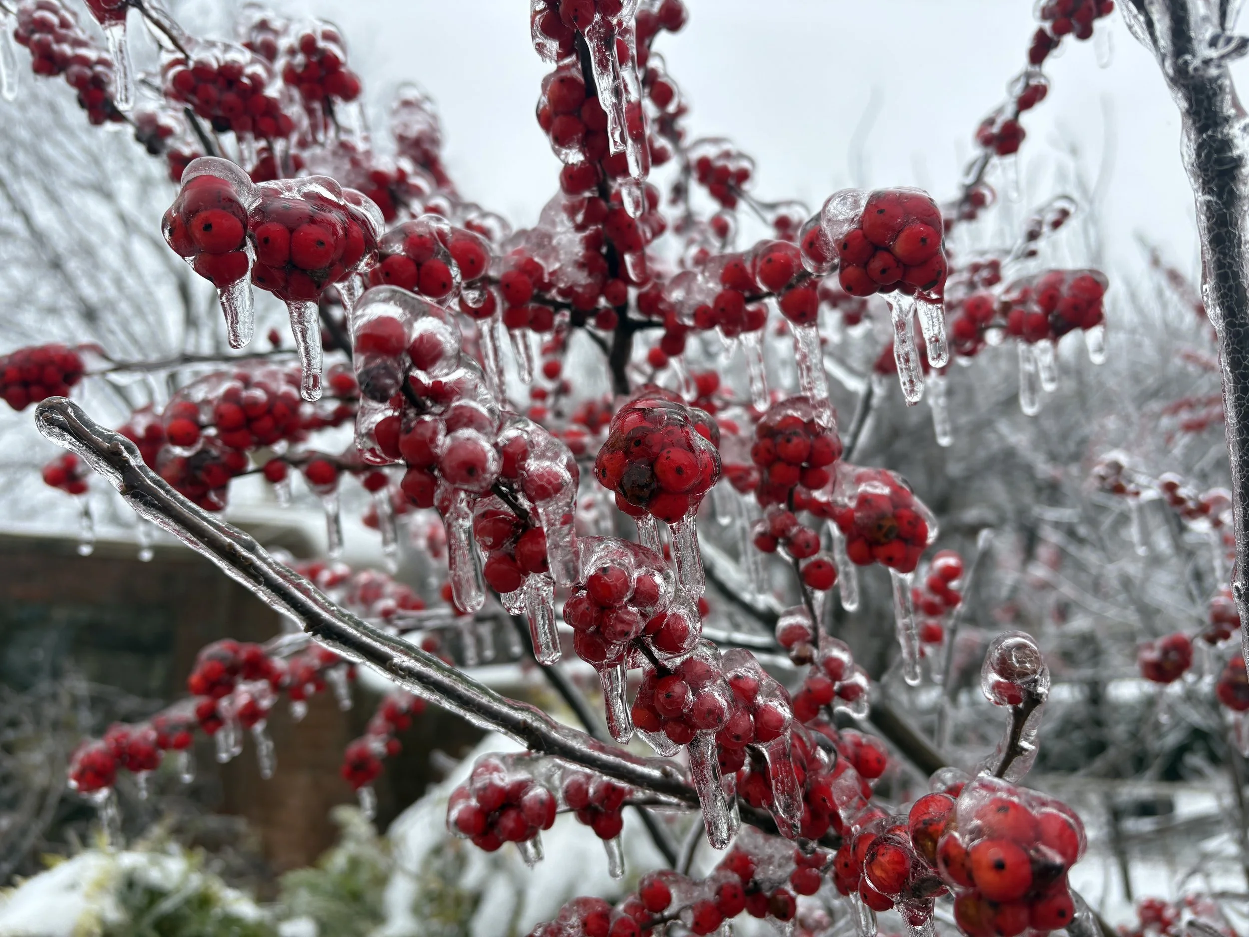 Ilex sp. .jpg
