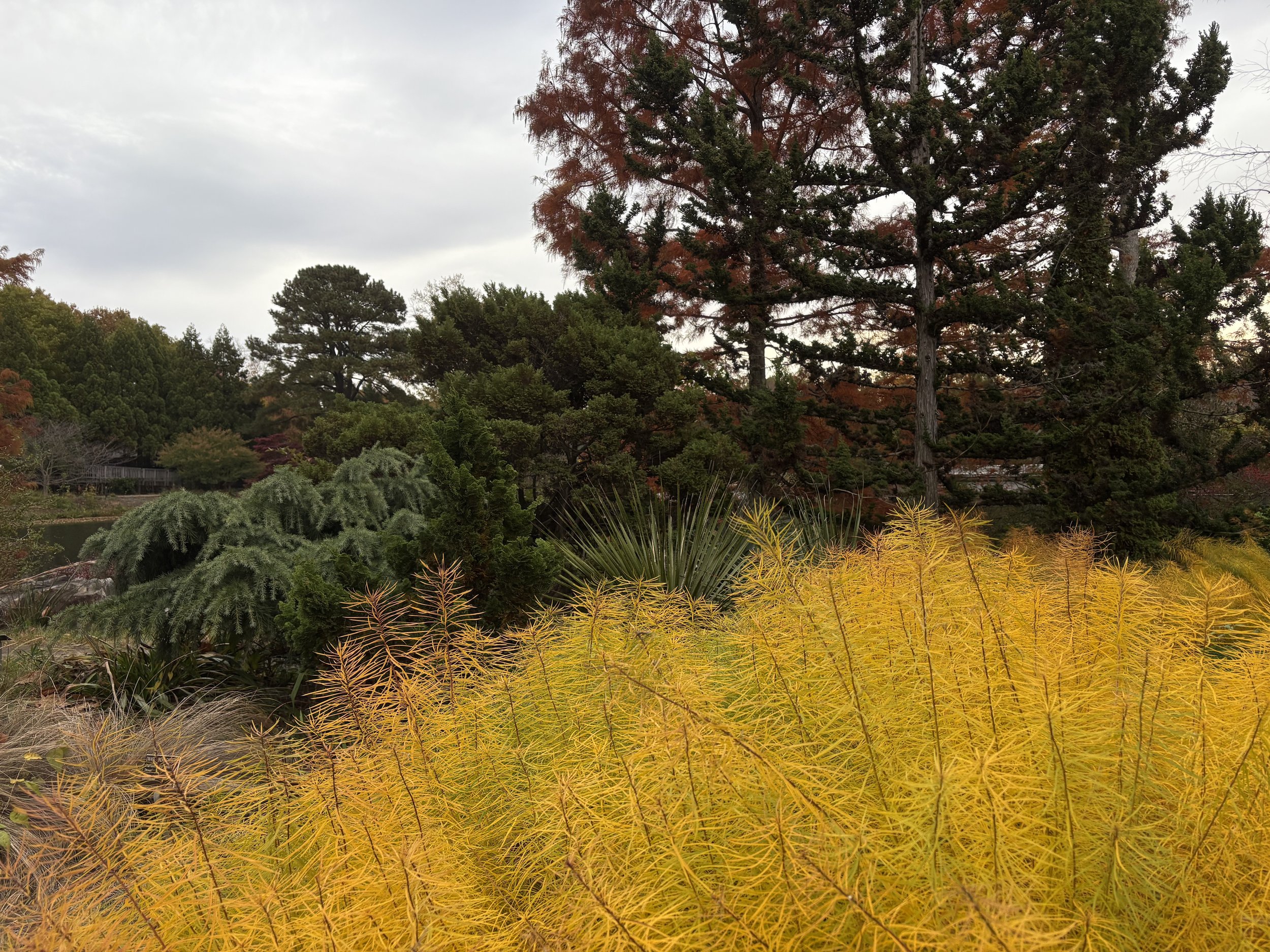 Amsonia hubrichtii, Conifer Garden.jpg
