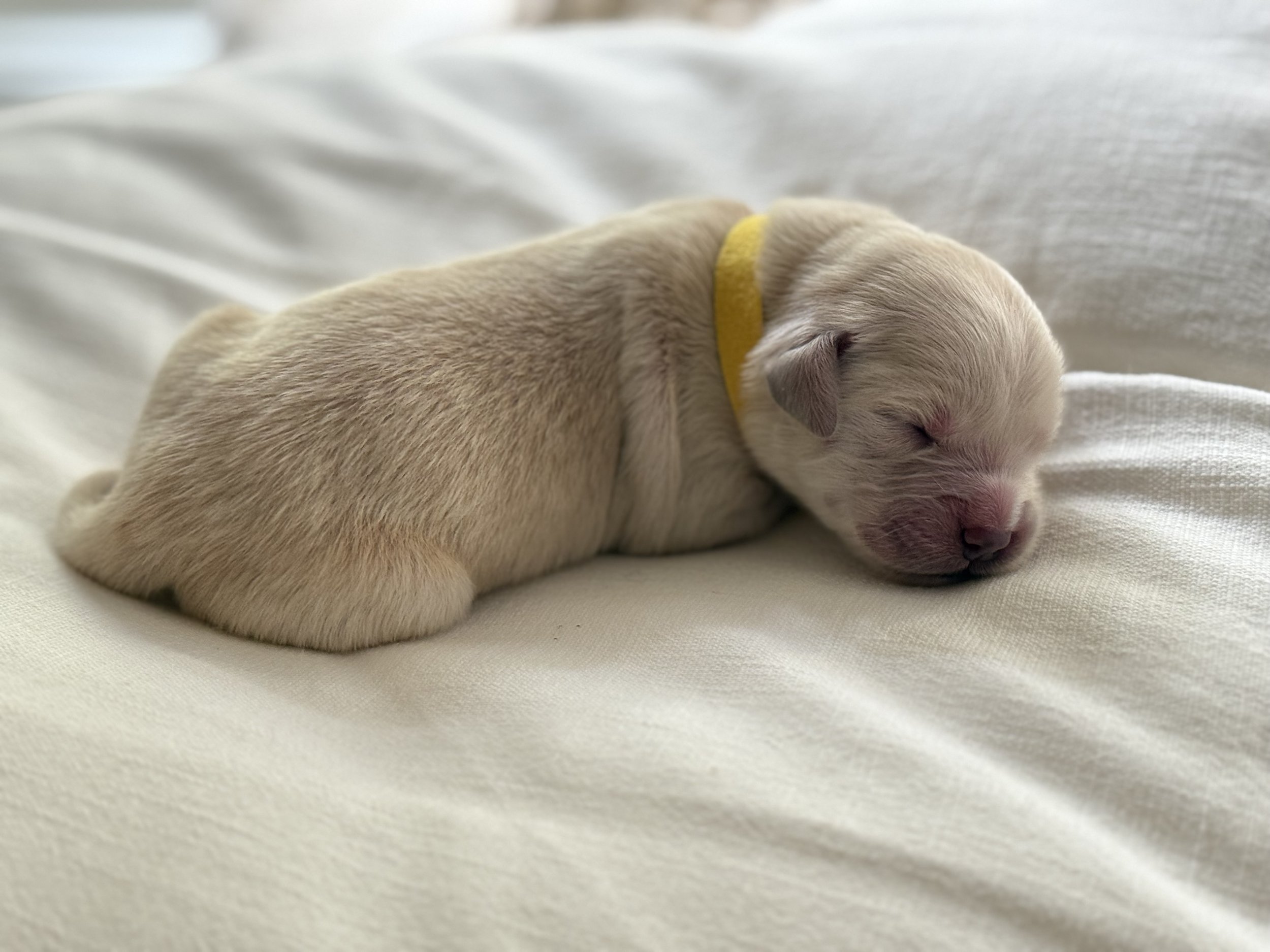Yellow Collar Female