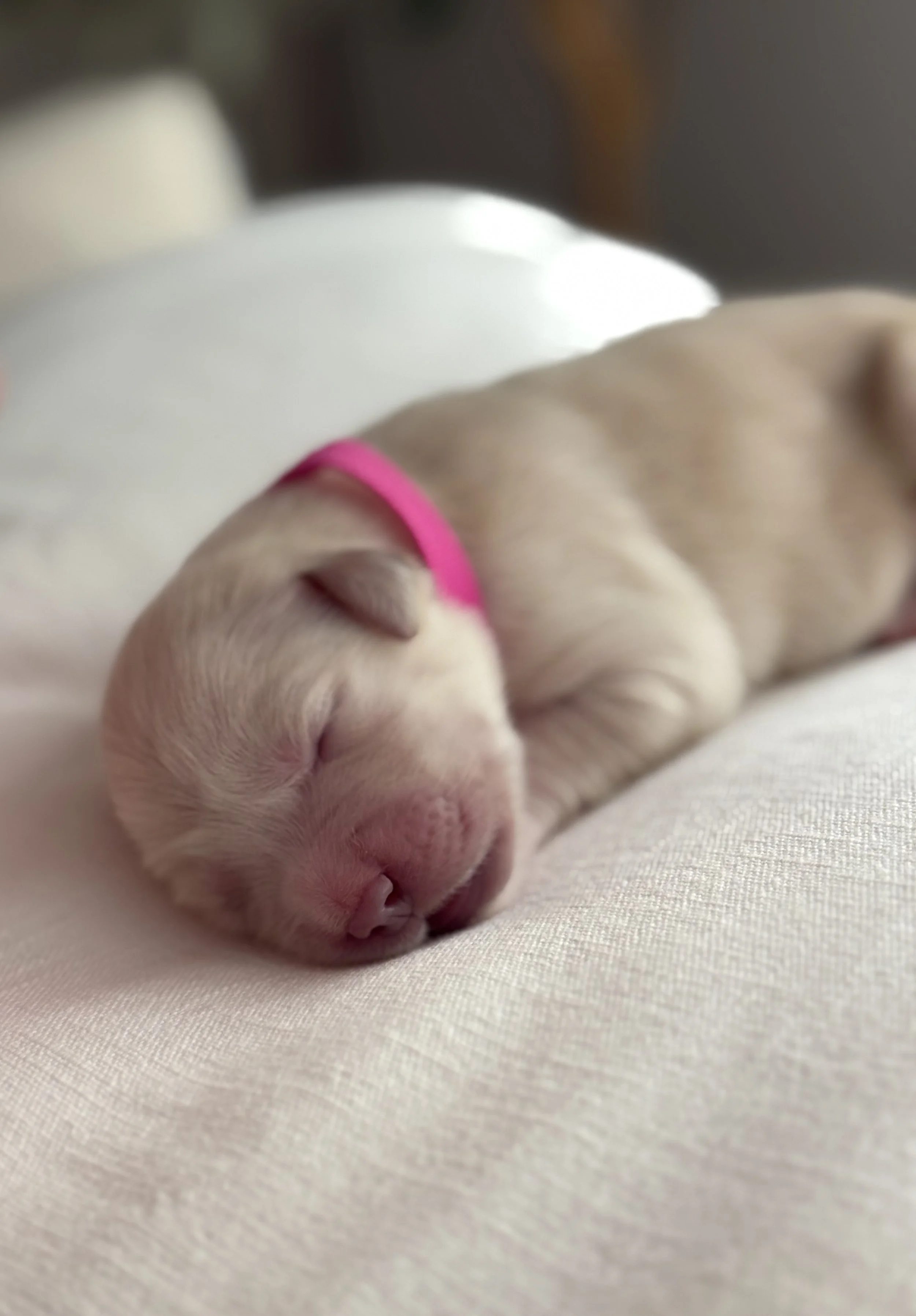 Hot Pink Collar Female