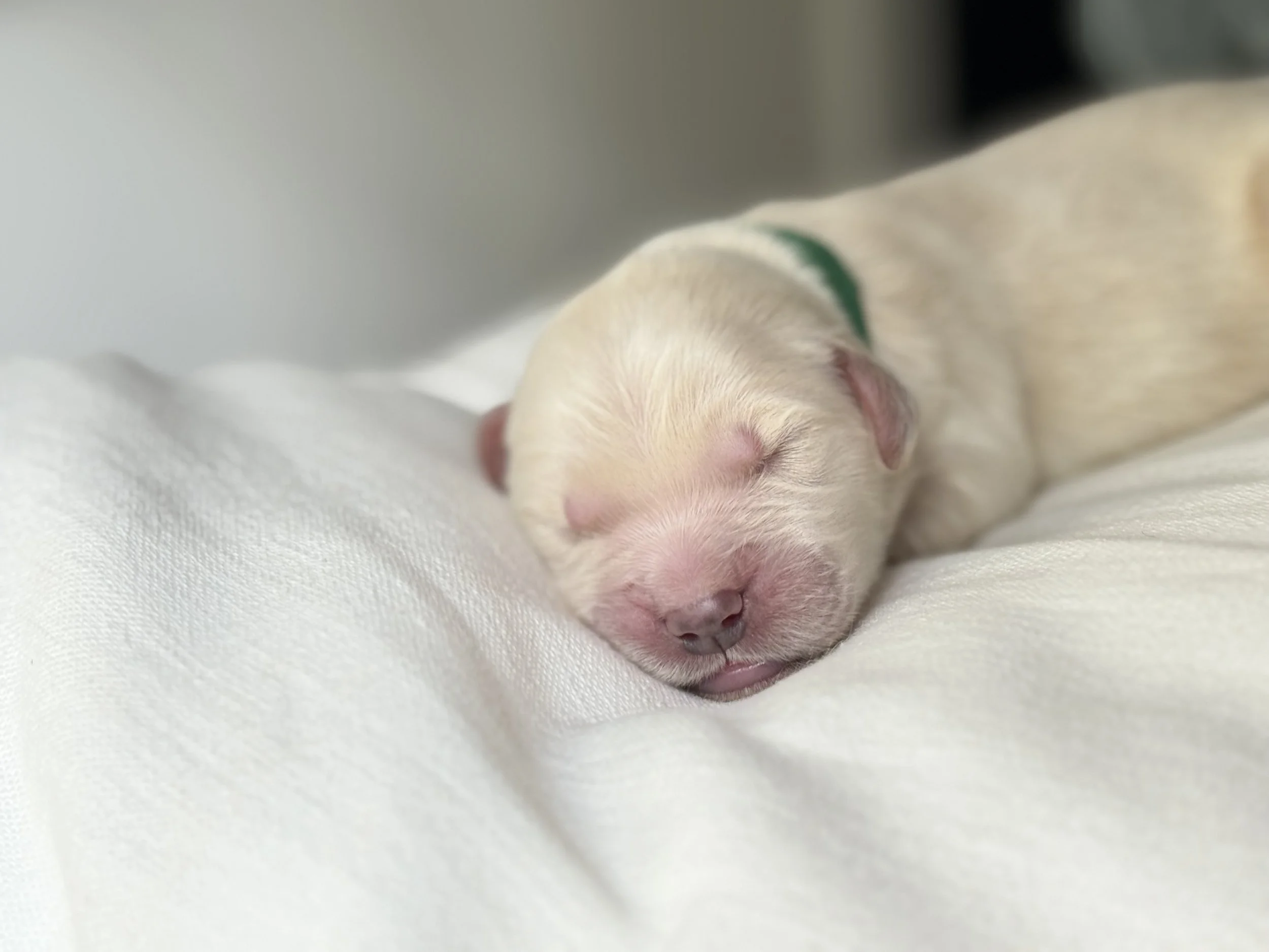 Green Collar Male