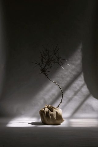 Brachychiton rupestris