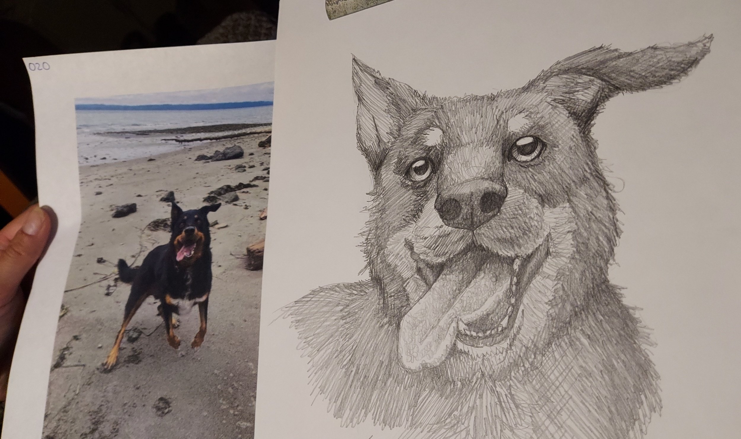 Dog for "Poorly Drawn Pets" hosted by WAIF (pencil 2024)