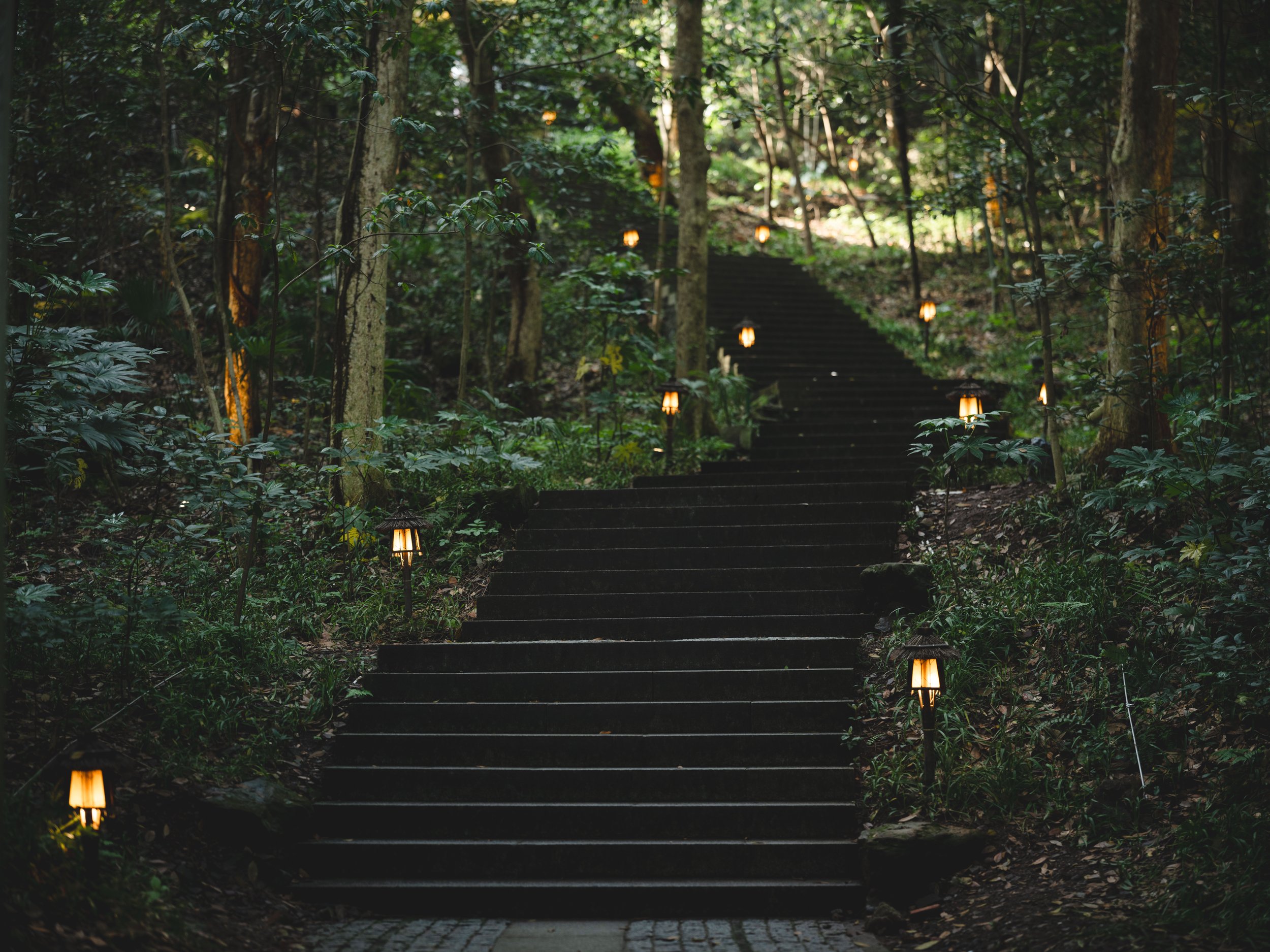 Forest in Hangzhou.jpg