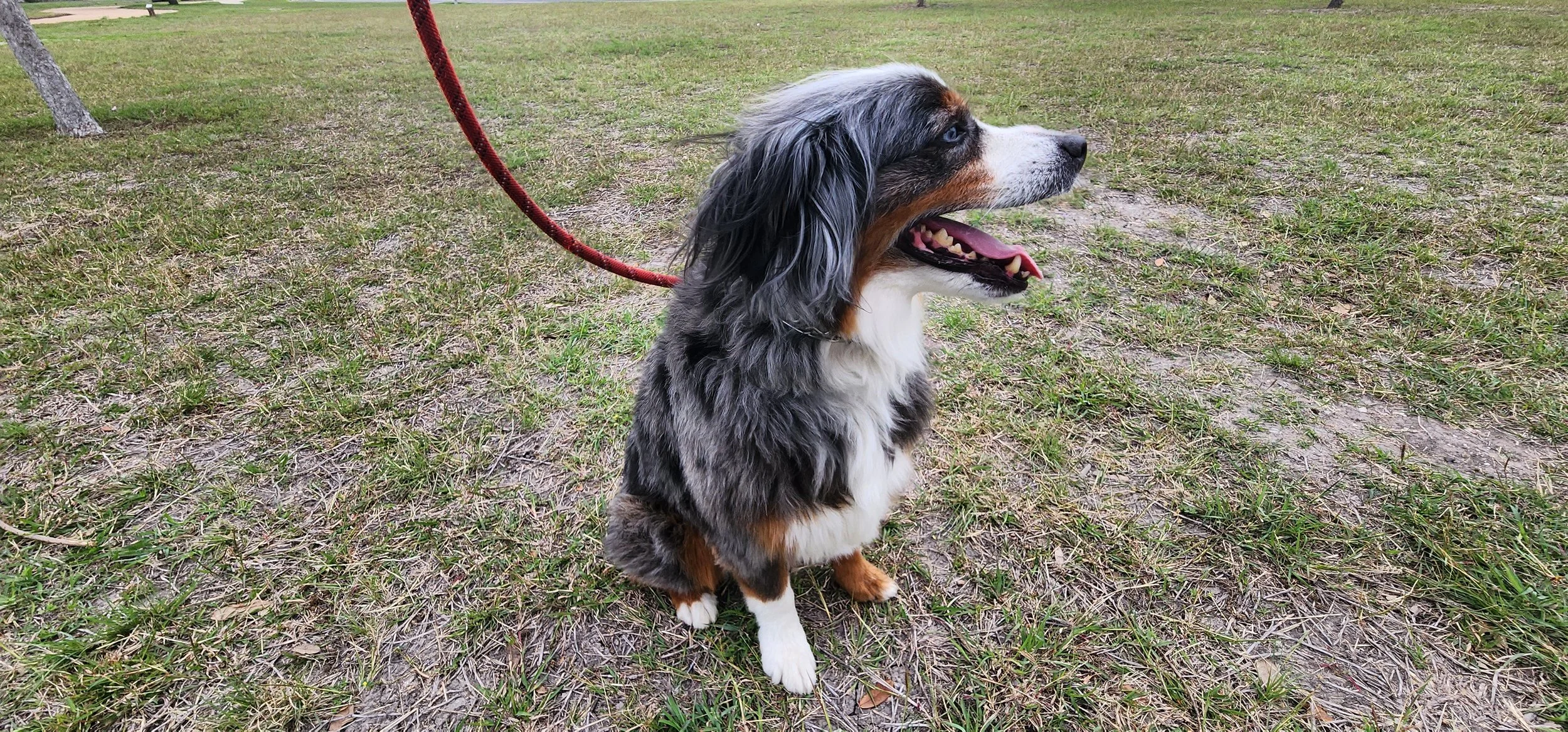 Australian shepherd sitting in a field with a red leash on
