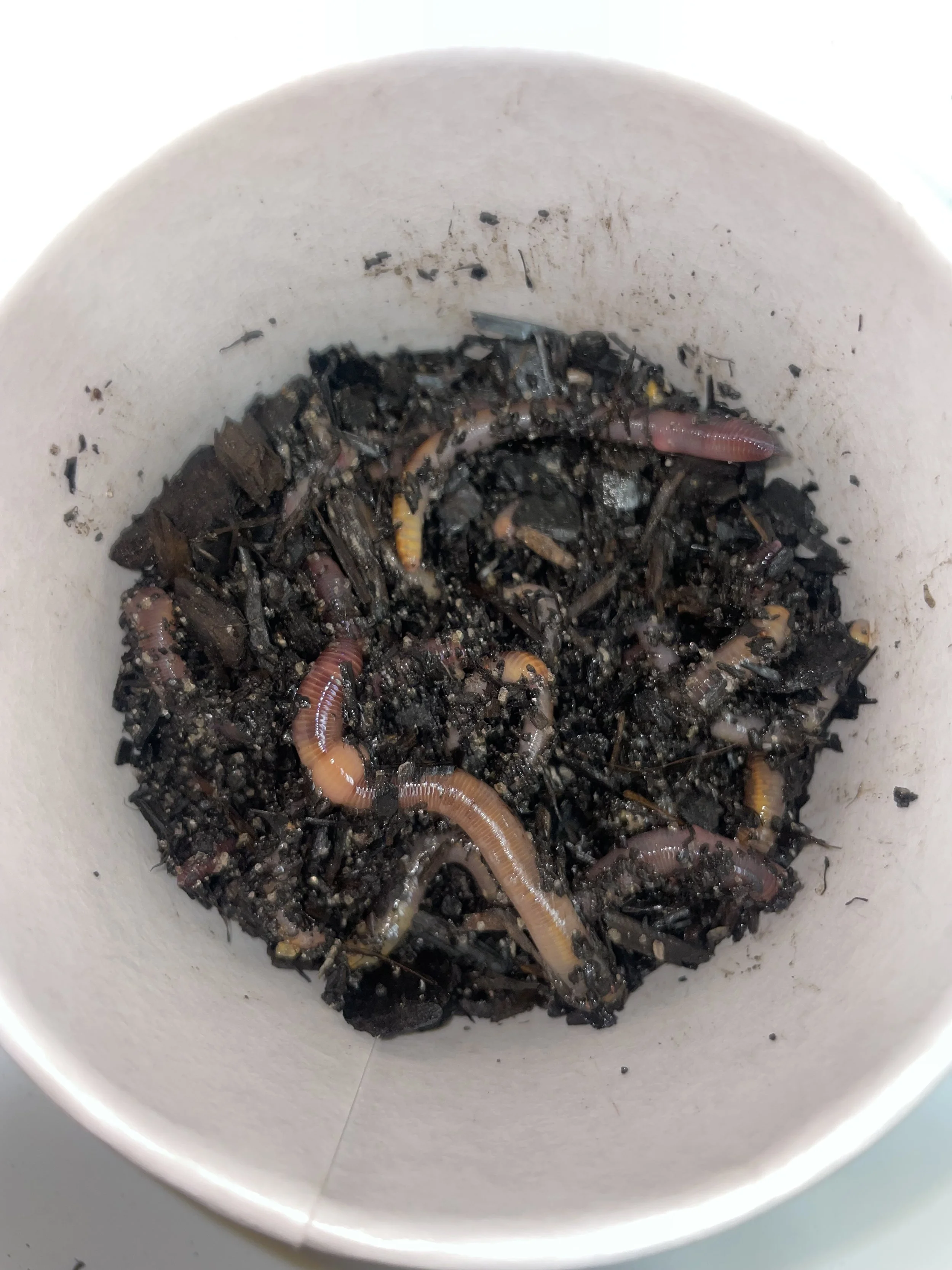 European Nightcrawlers 300 worms