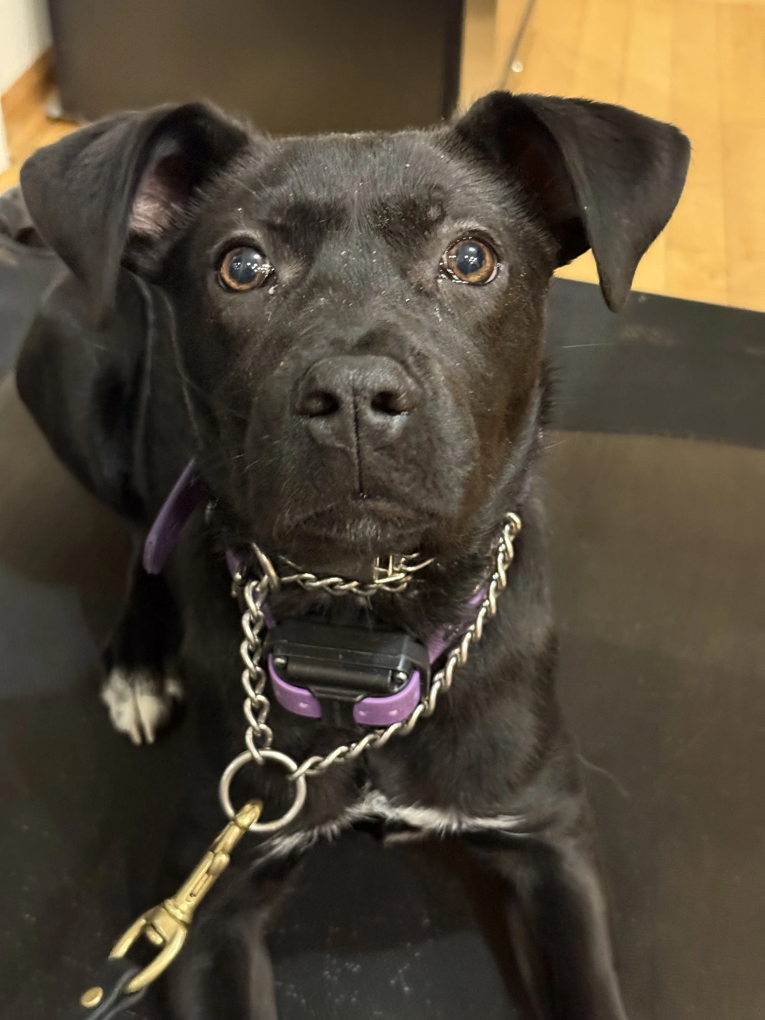 Close-up photo of a black puppy with a white patch on its chest, wearing a purple collar with a chain leash, sitting on a black surface with a wooden background.