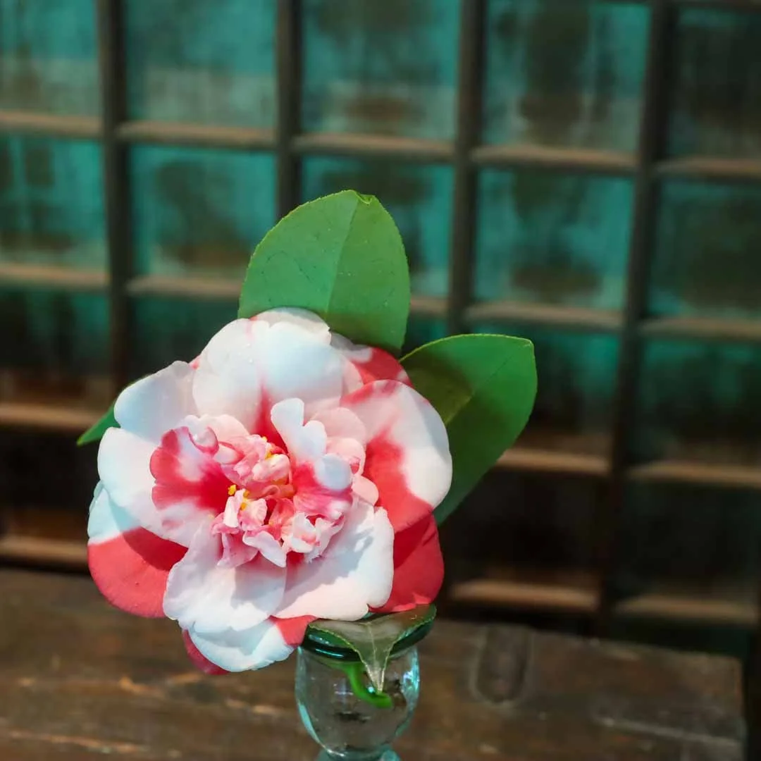 椿の器考_2026 (4).jpg