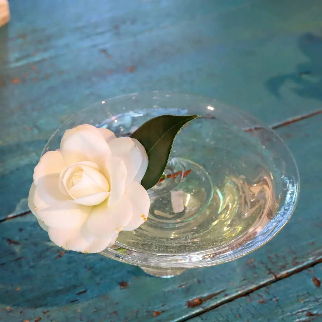 椿の器考_2026 (5).jpg