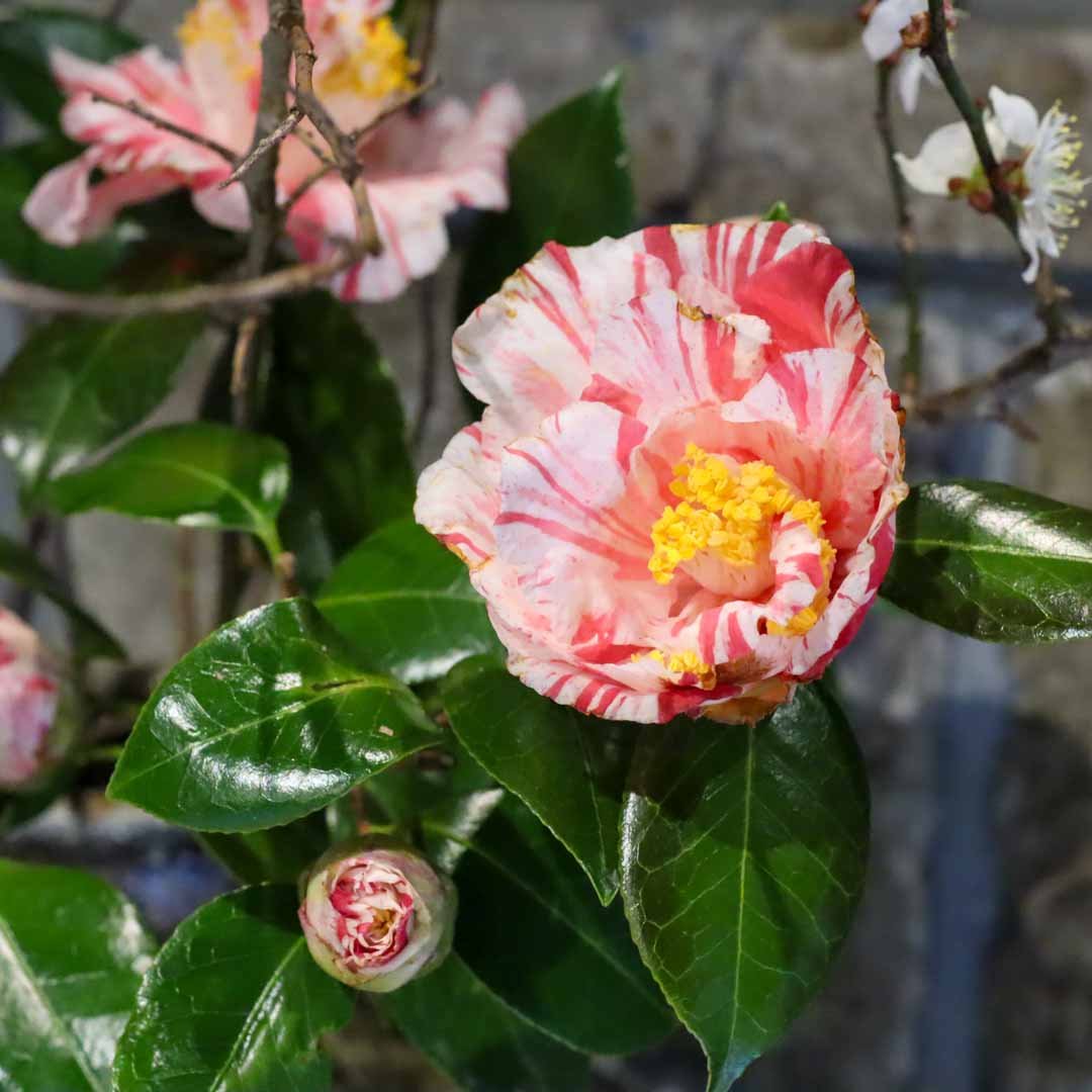 椿の器考_2026 (15).jpg