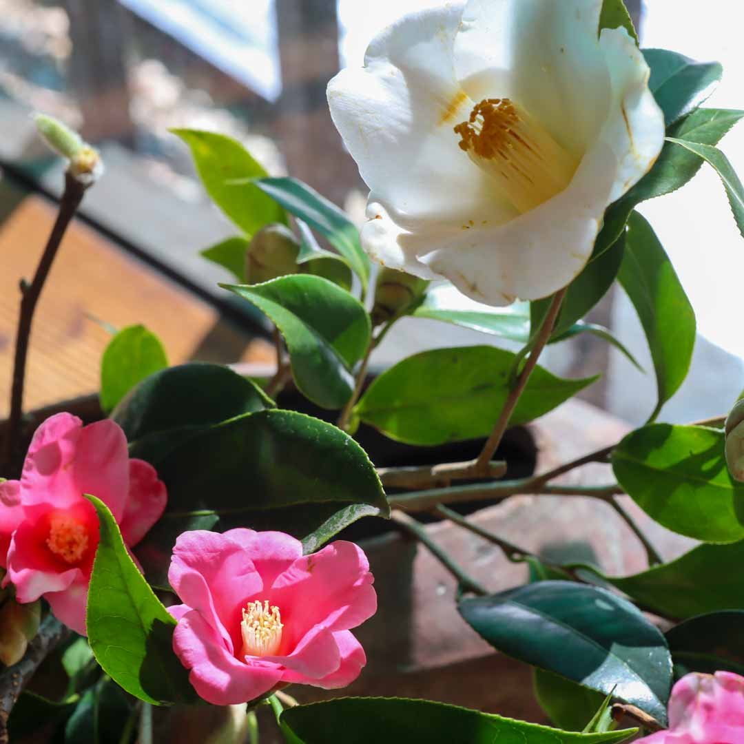 椿の器考_2026 (21).jpg