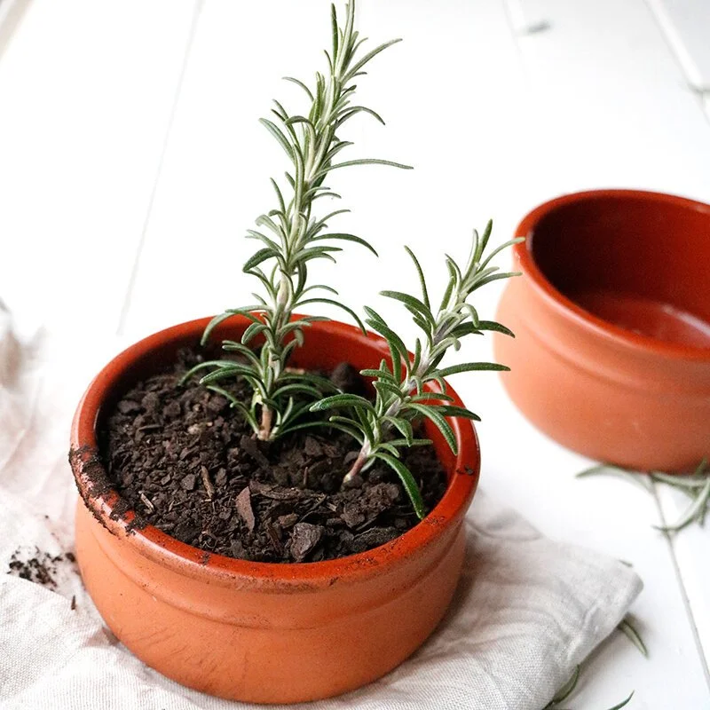 DIY+Rosemary+Planter.jpg