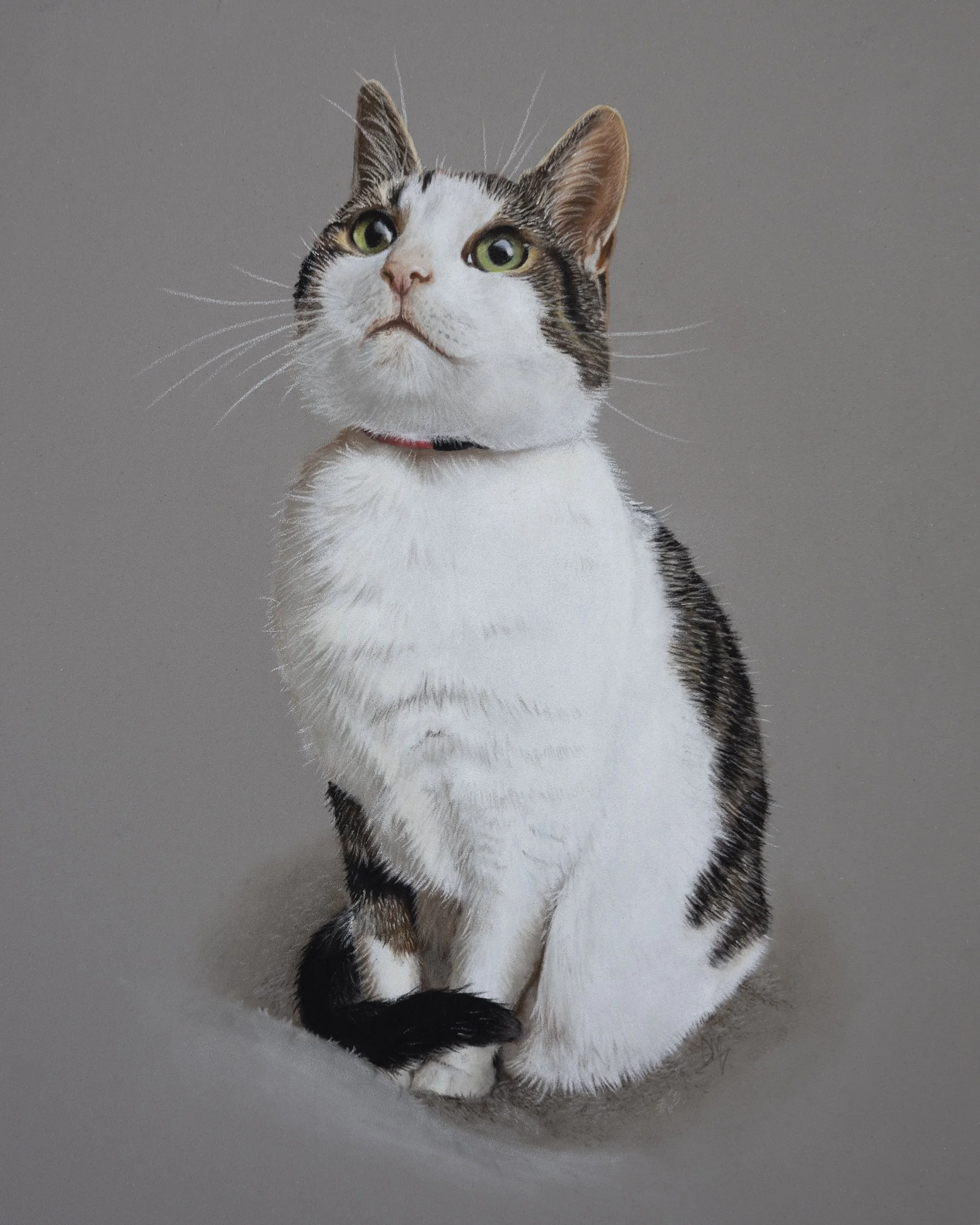 Photograph of a cat with white and brown fur, green eyes, and a pink nose, sitting on a light-colored surface against a gray background.