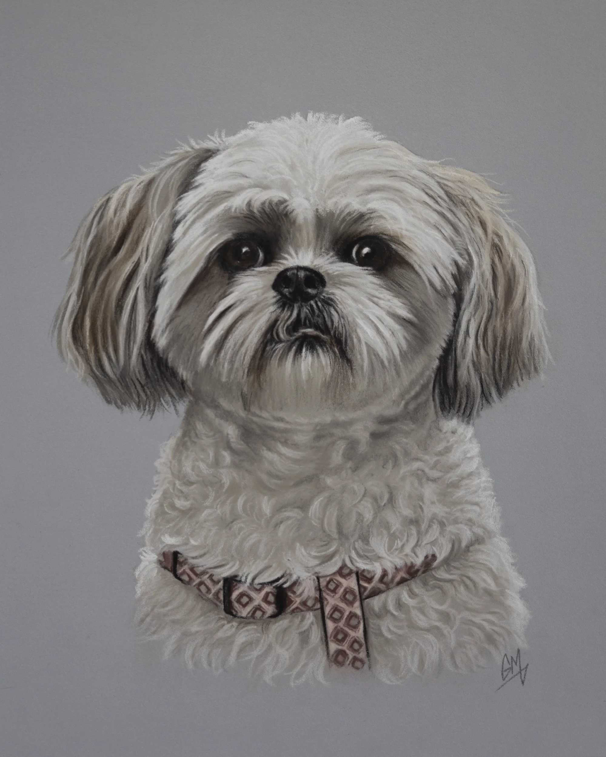 Portrait of a small dog with curly cream-colored fur, dark eyes, and a black nose, wearing a patterned collar against a gray background.