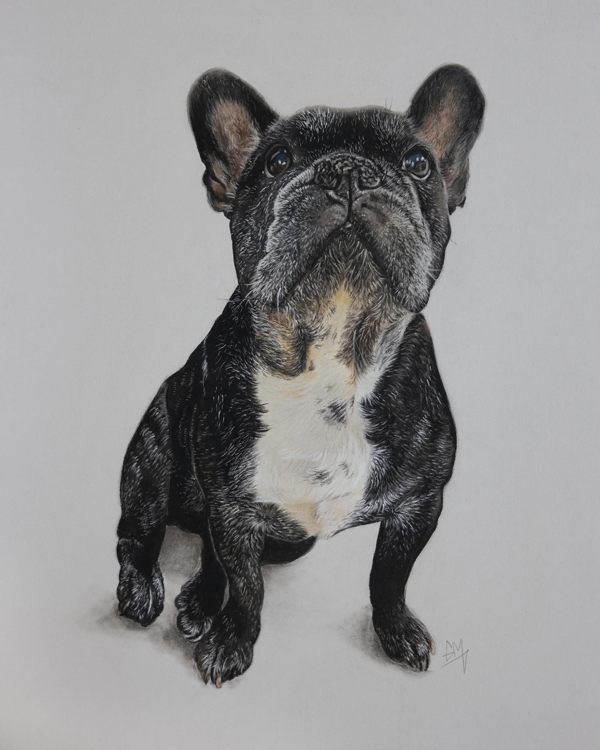 Photorealistic drawing of a French Bulldog puppy sitting on a white surface with a light gray background.