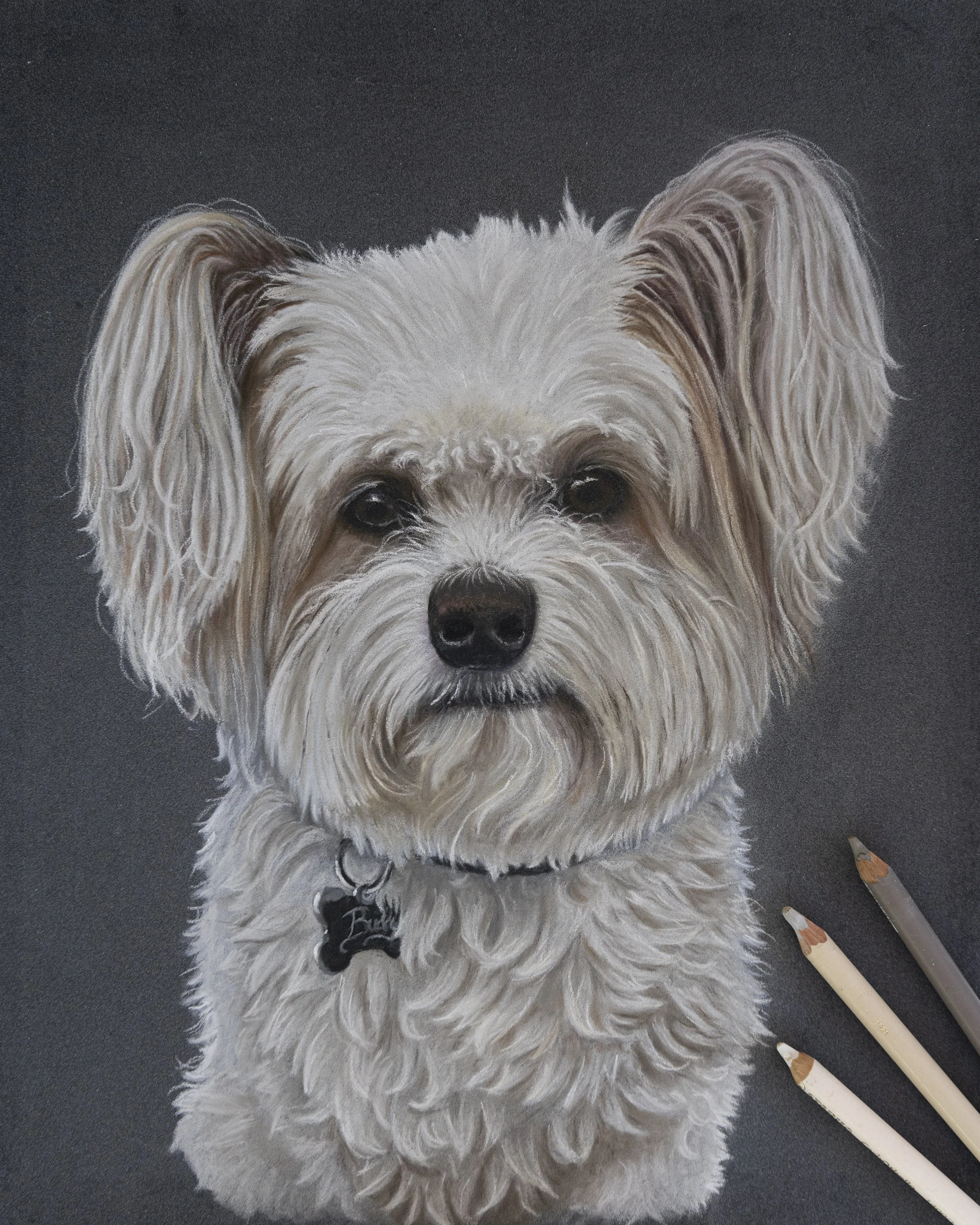 A realistic drawing of a small, curly-haired dog with beige and white fur, wearing a black collar and tags, against a dark background with drawing pencils nearby.