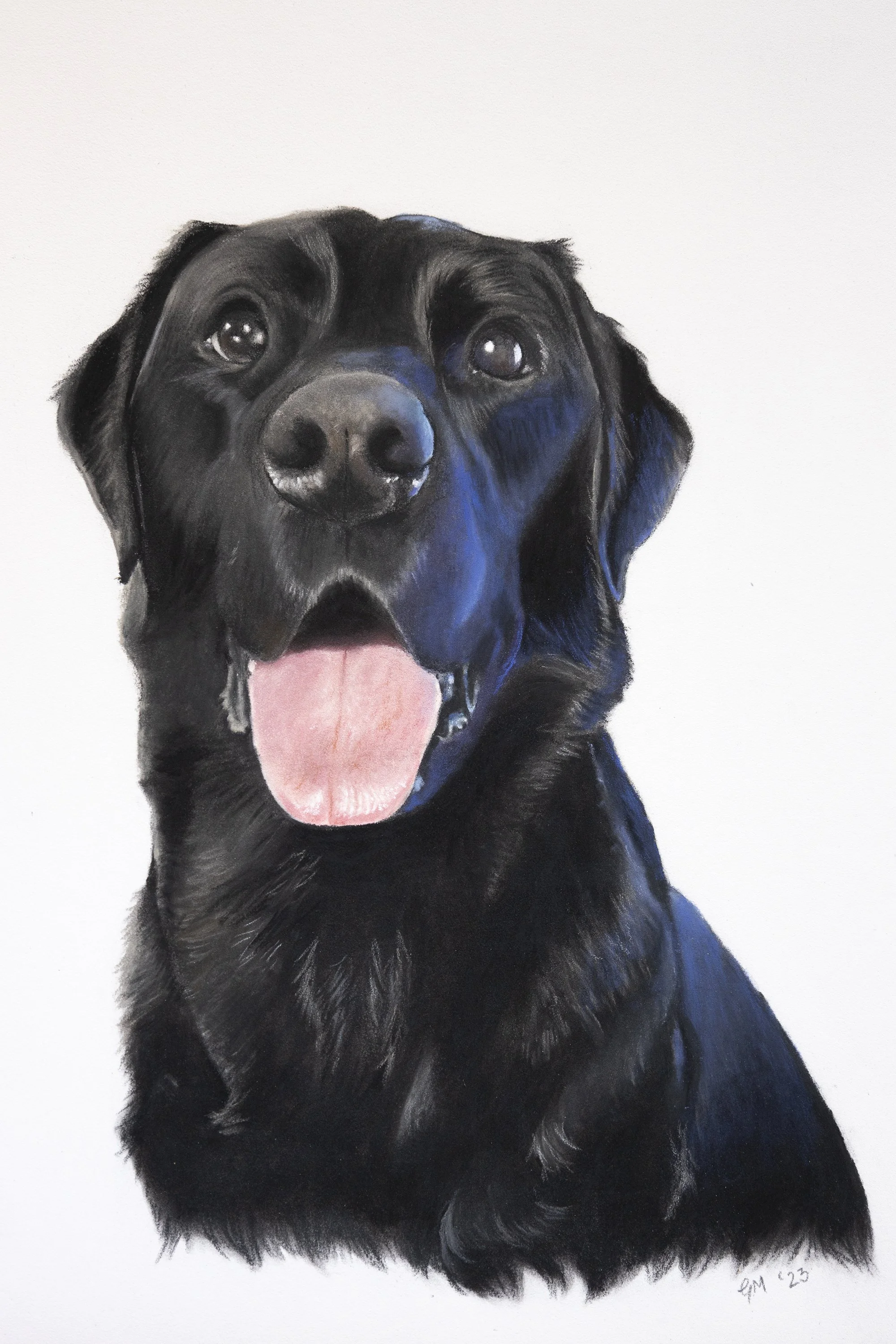 A realistic drawing of a black Labrador retriever dog with its mouth open and tongue out, against a white background.