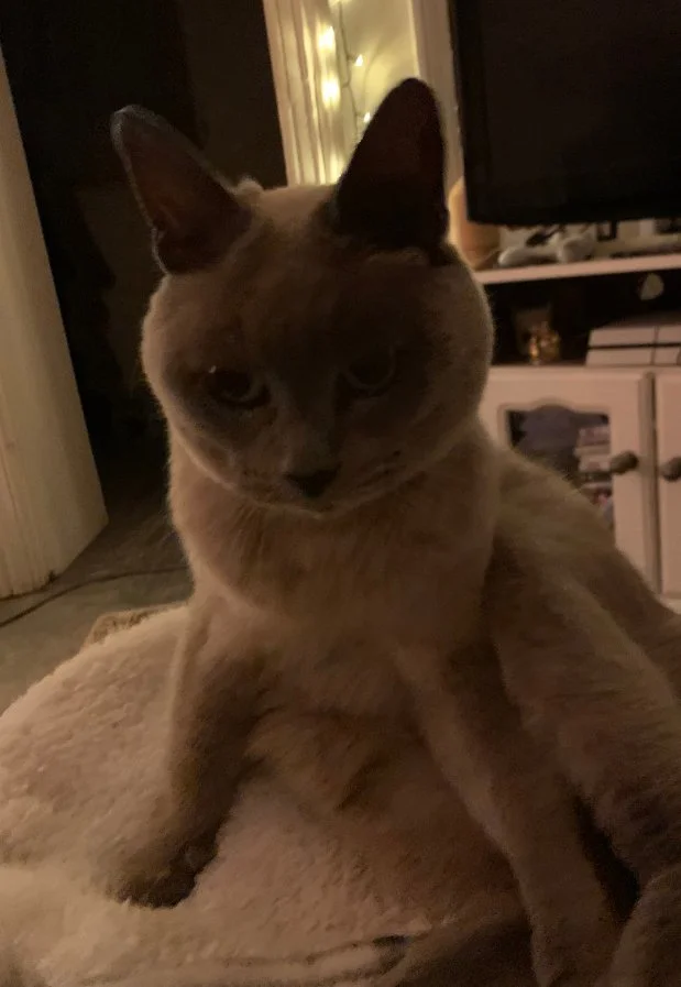 A Siamese cat sitting indoors on a beige blanket, with a dark background showing a TV and a white cabinet.