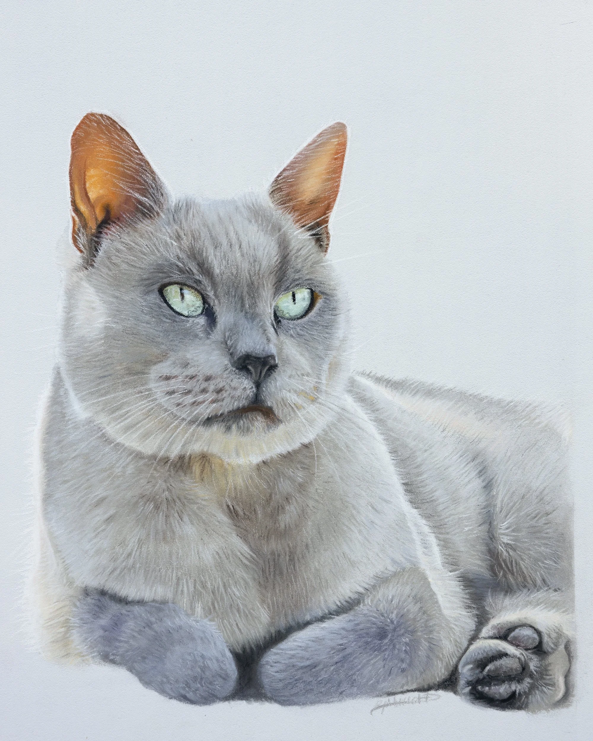 A realistic pastel drawing of a grey Burmese cat with green eyes, sitting on a white background.