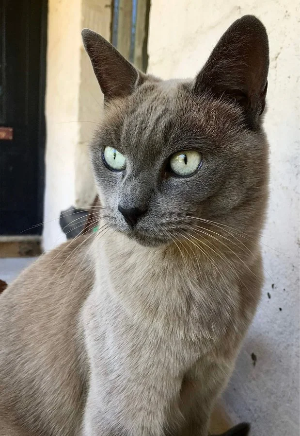 Grey Burmese cat with green eyes sitting outside near a light-coloured wall and black door.