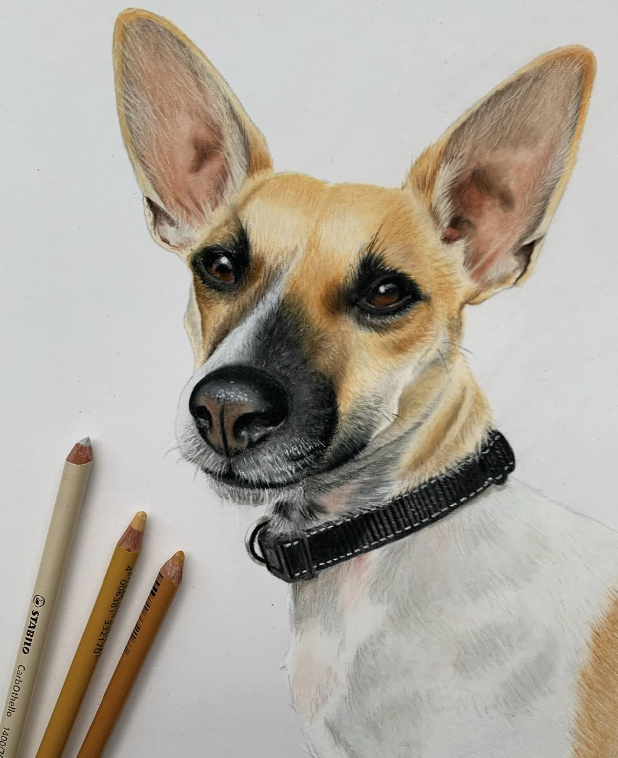 Realistic colored pencil drawing of a tan and white dog with large ears and black collar.