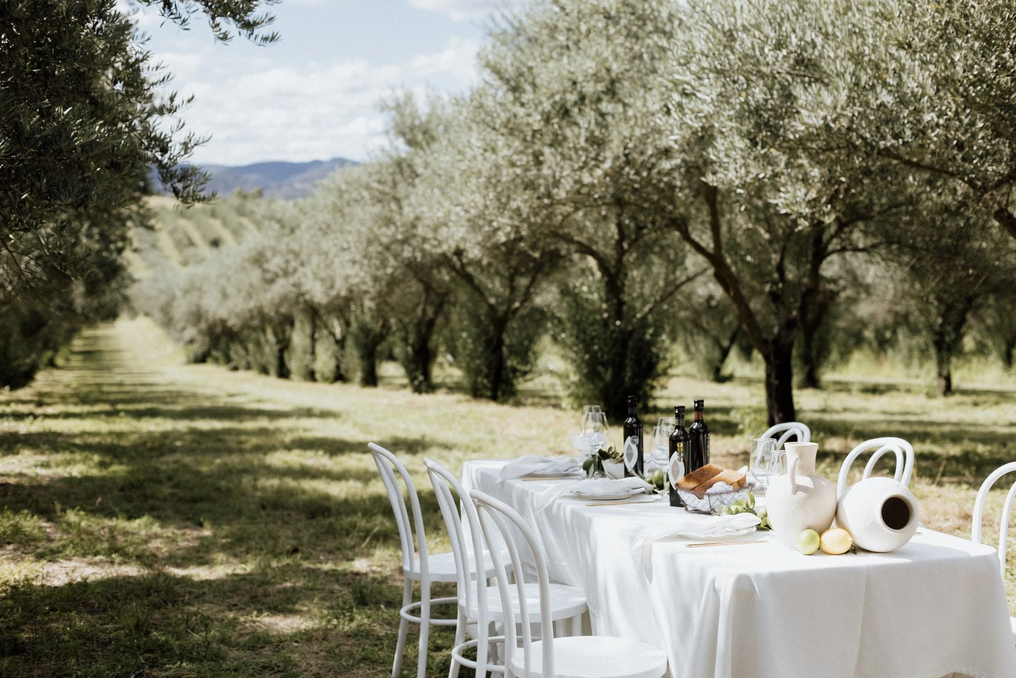 The Olive Grove