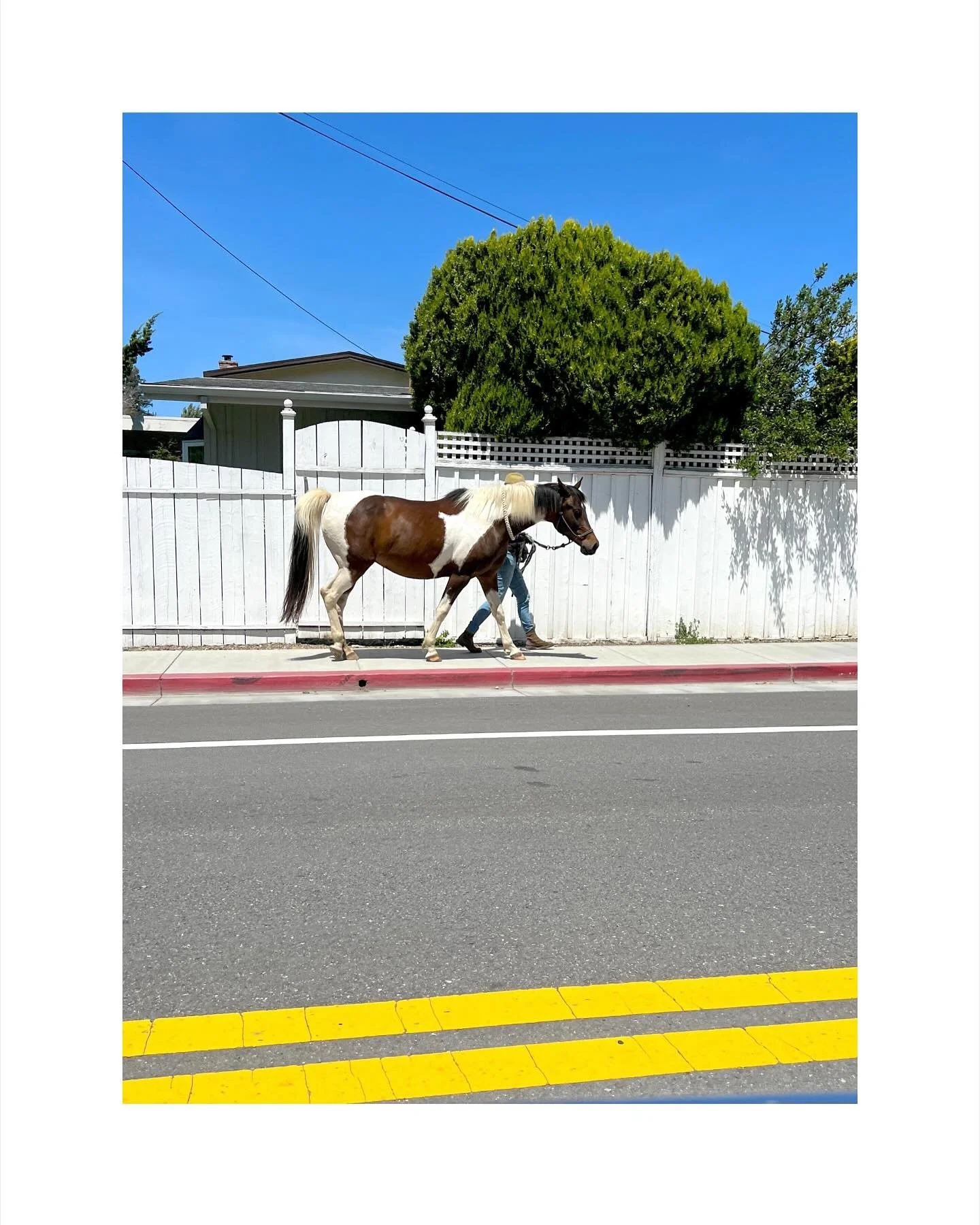 Snapped this some time ago. Liked the juxtaposition of shape, color + texture.